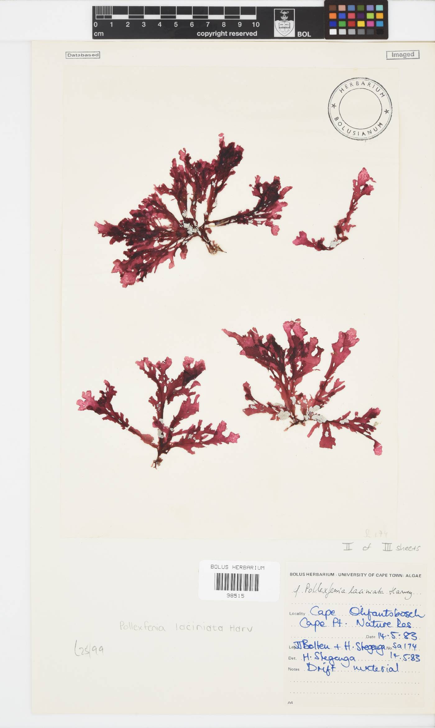 Papenfussia laciniata image