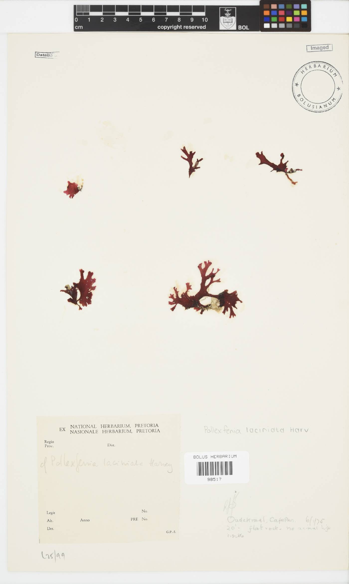 Papenfussia laciniata image