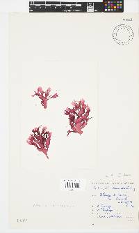 Papenfussia laciniata image