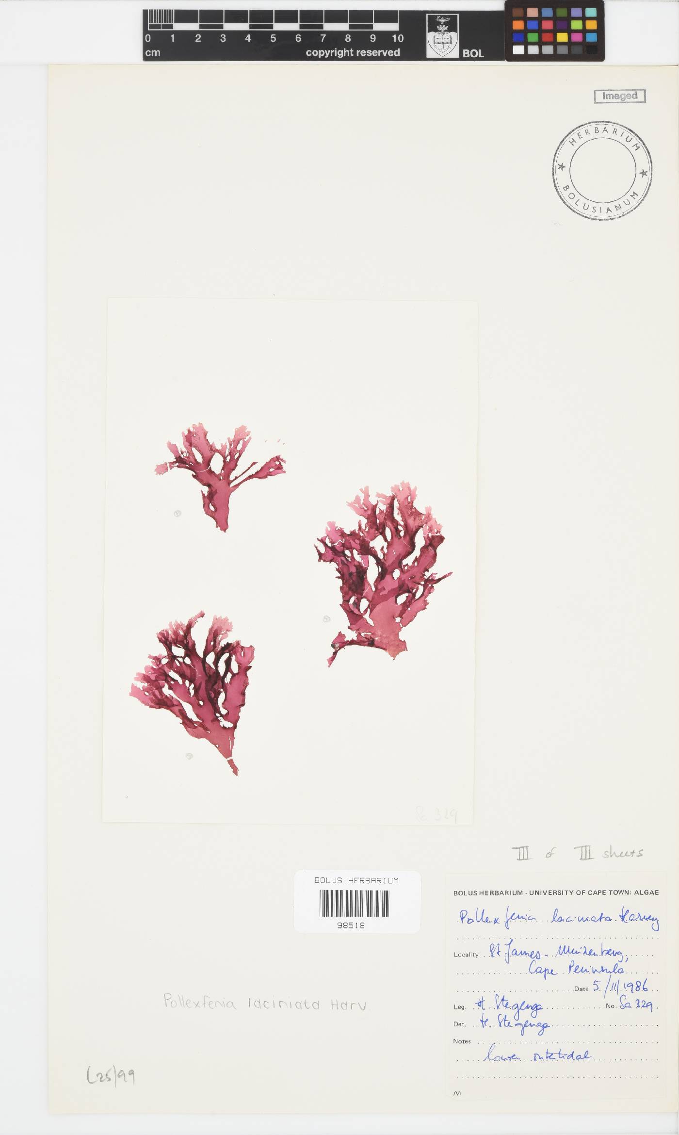 Papenfussia image
