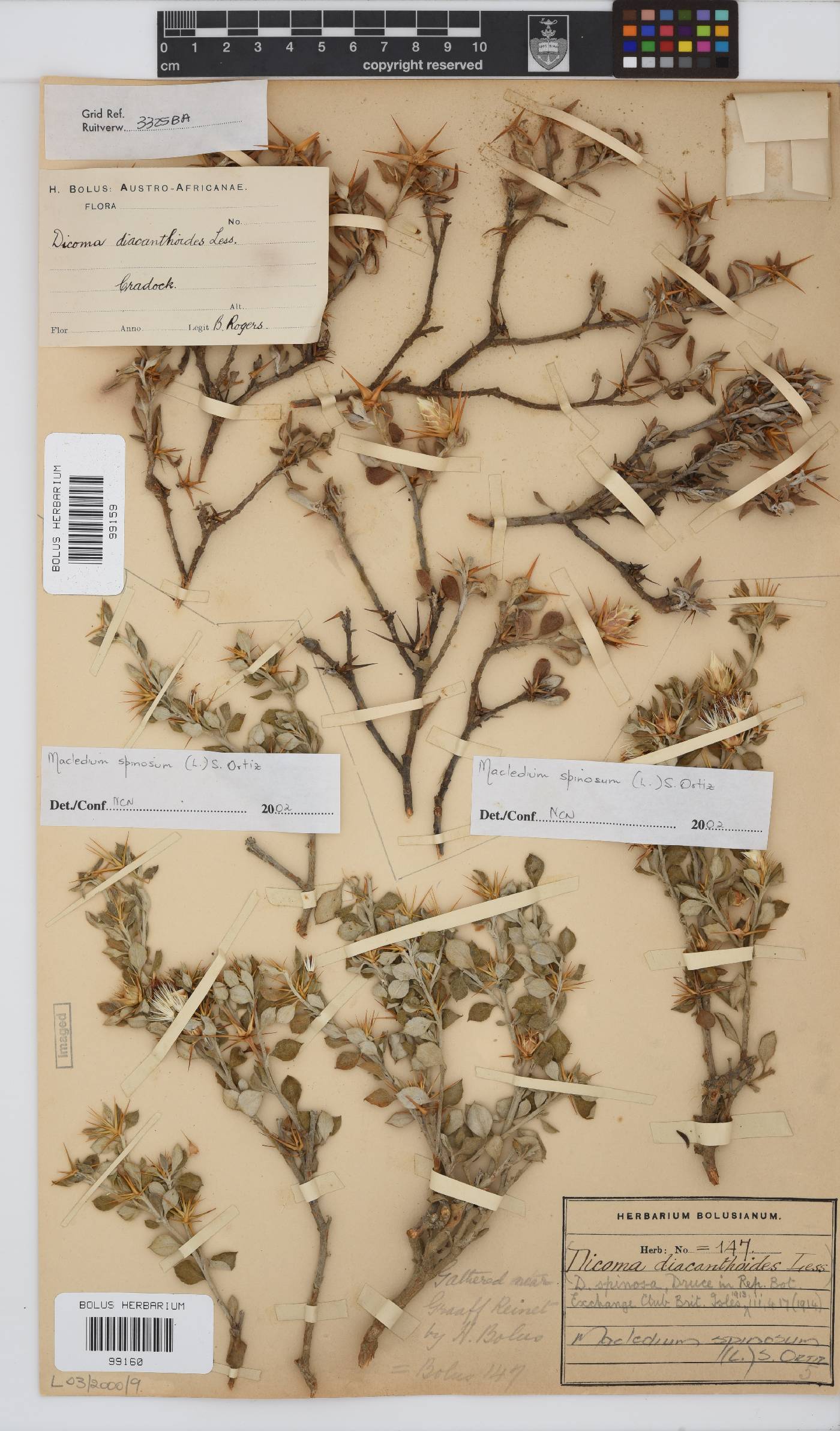 Macledium spinosum image