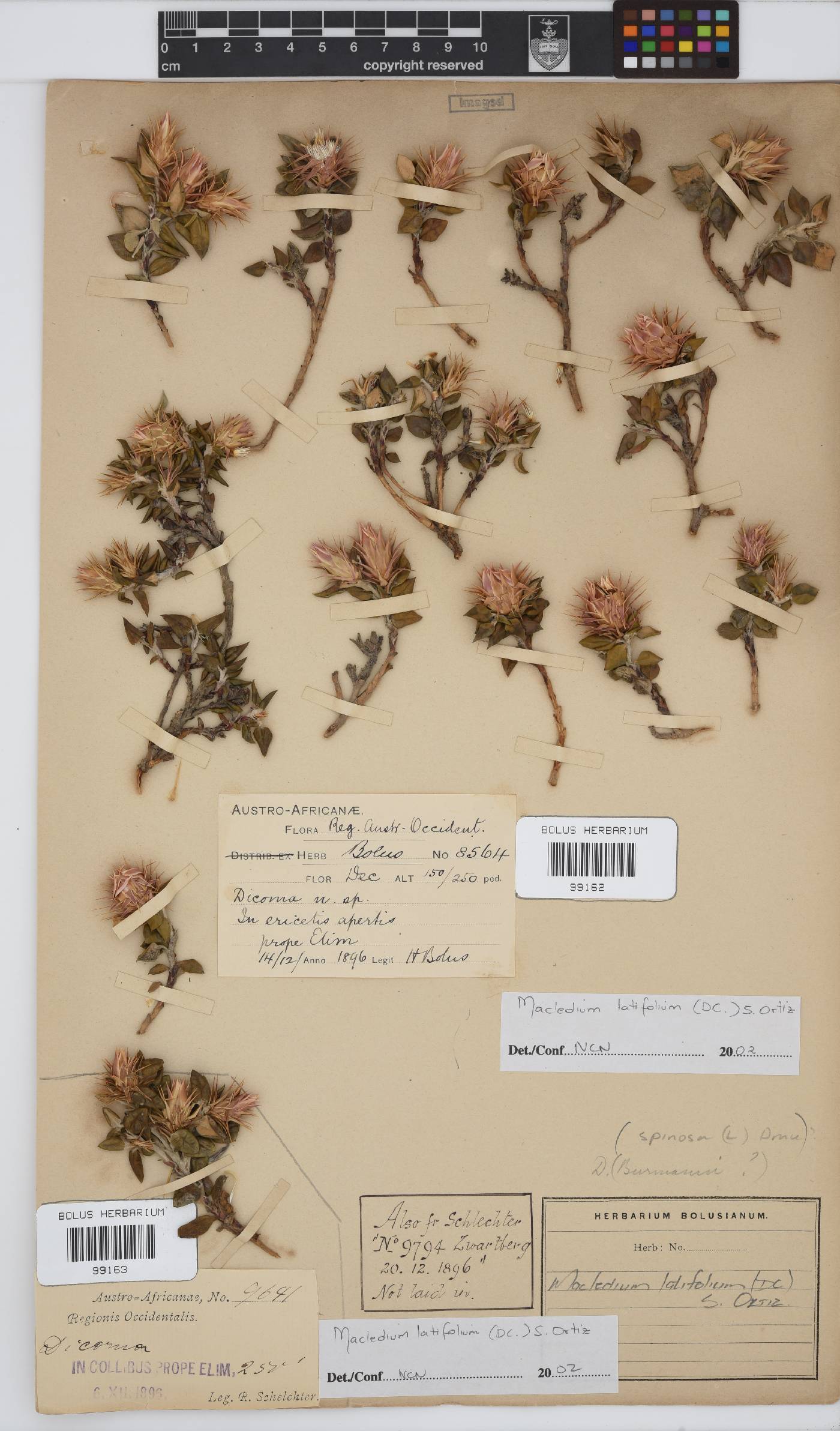 Macledium latifolium image