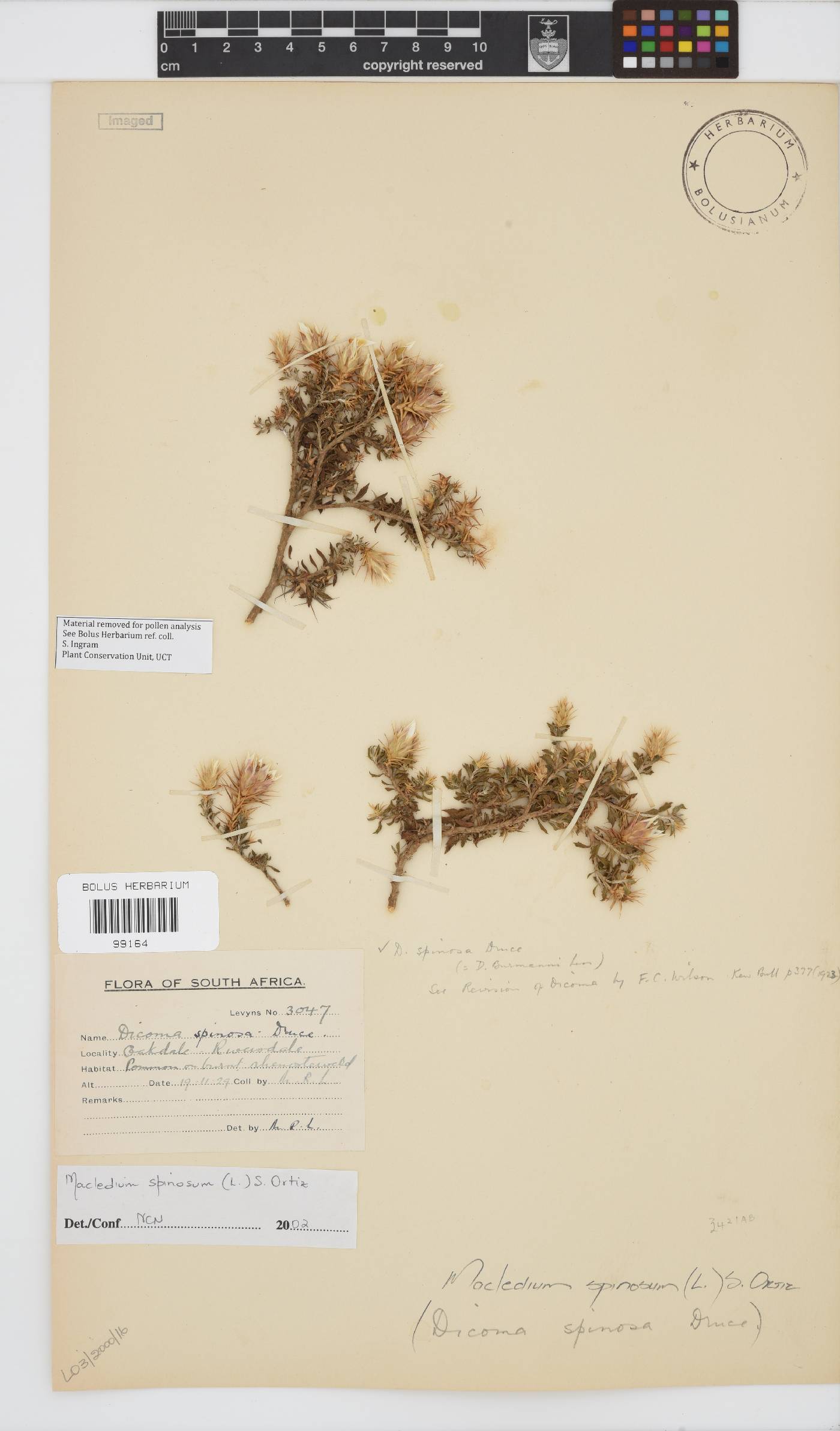 Macledium spinosum image