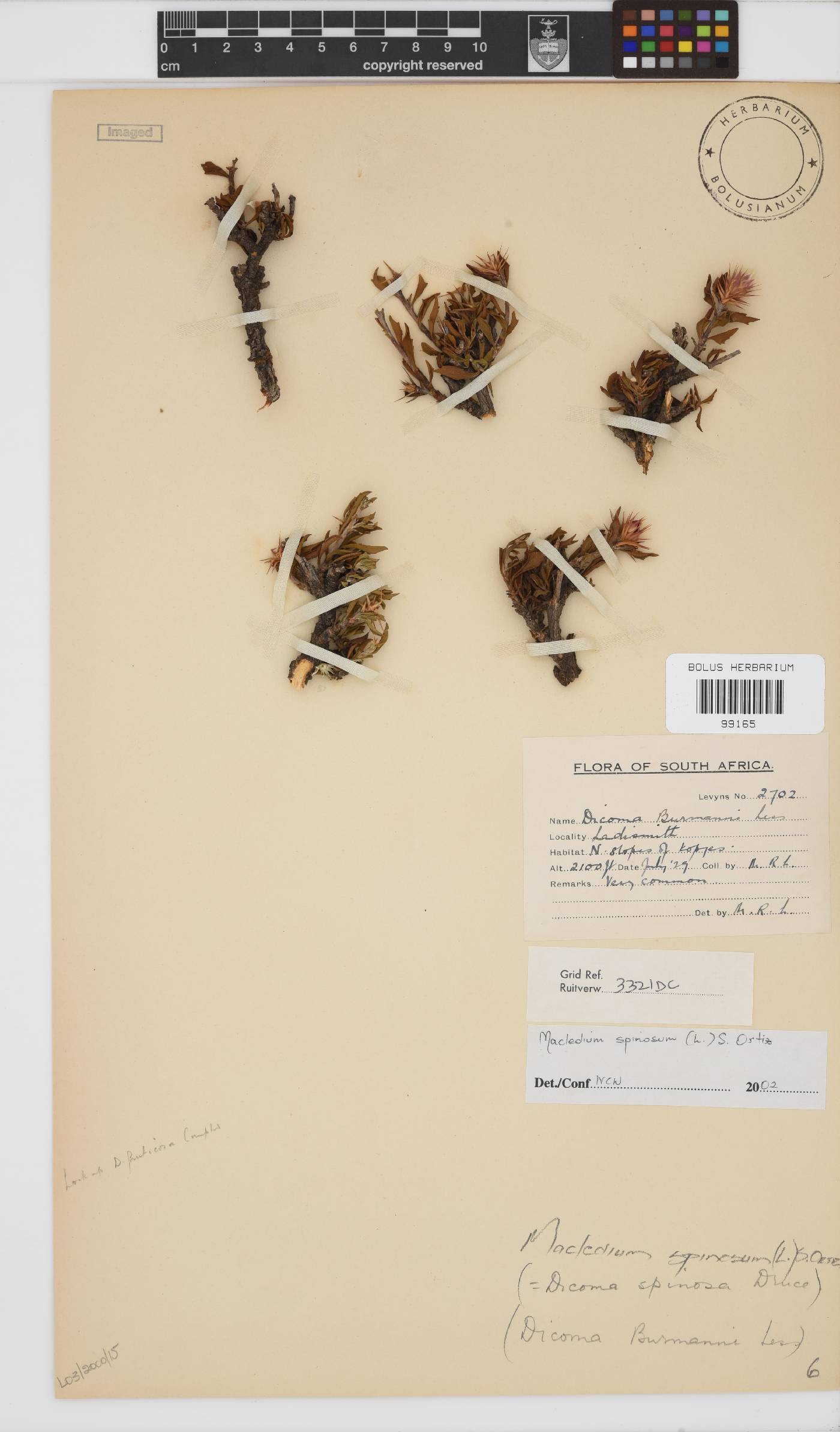 Macledium spinosum image