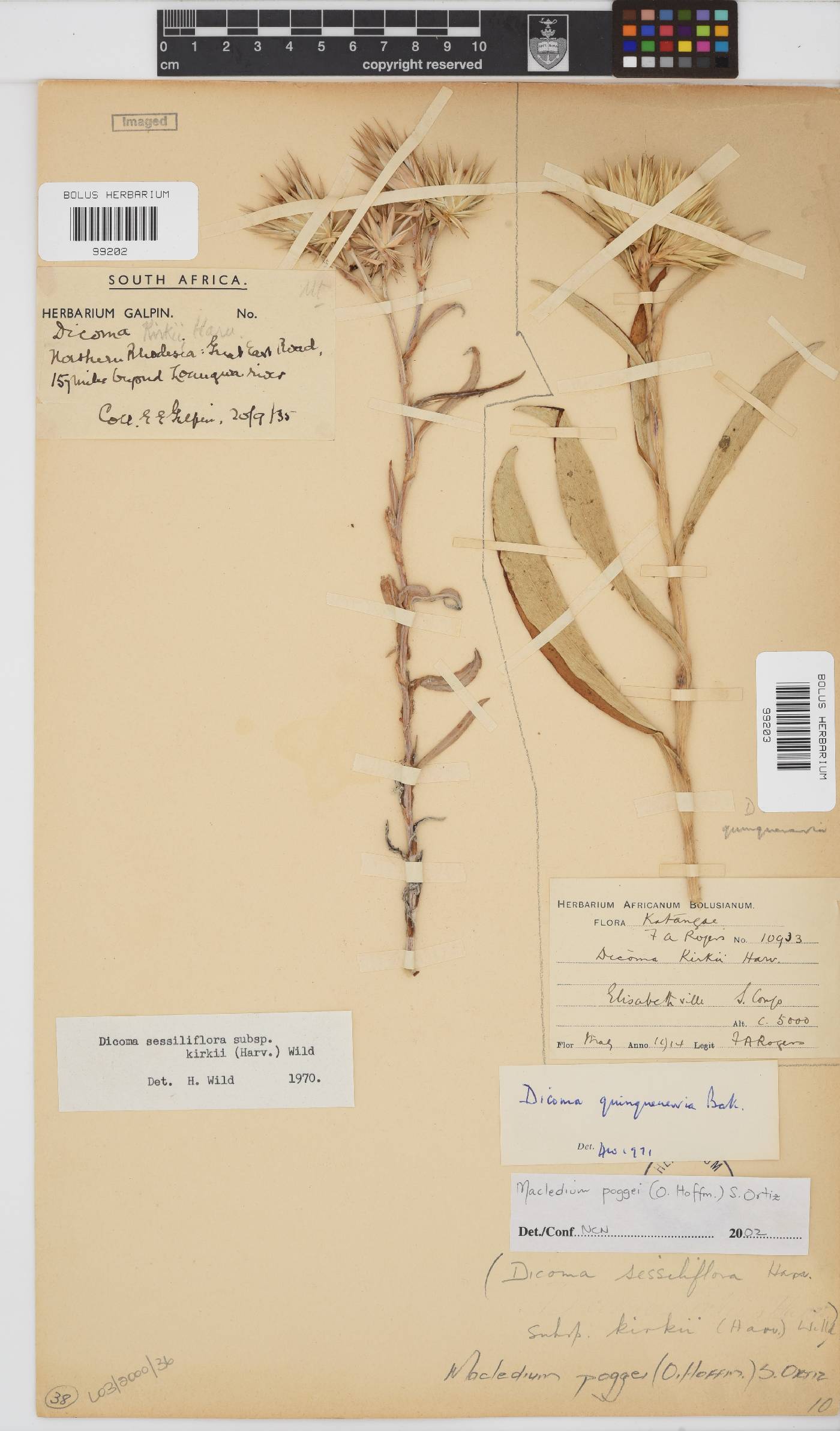 Macledium poggei image