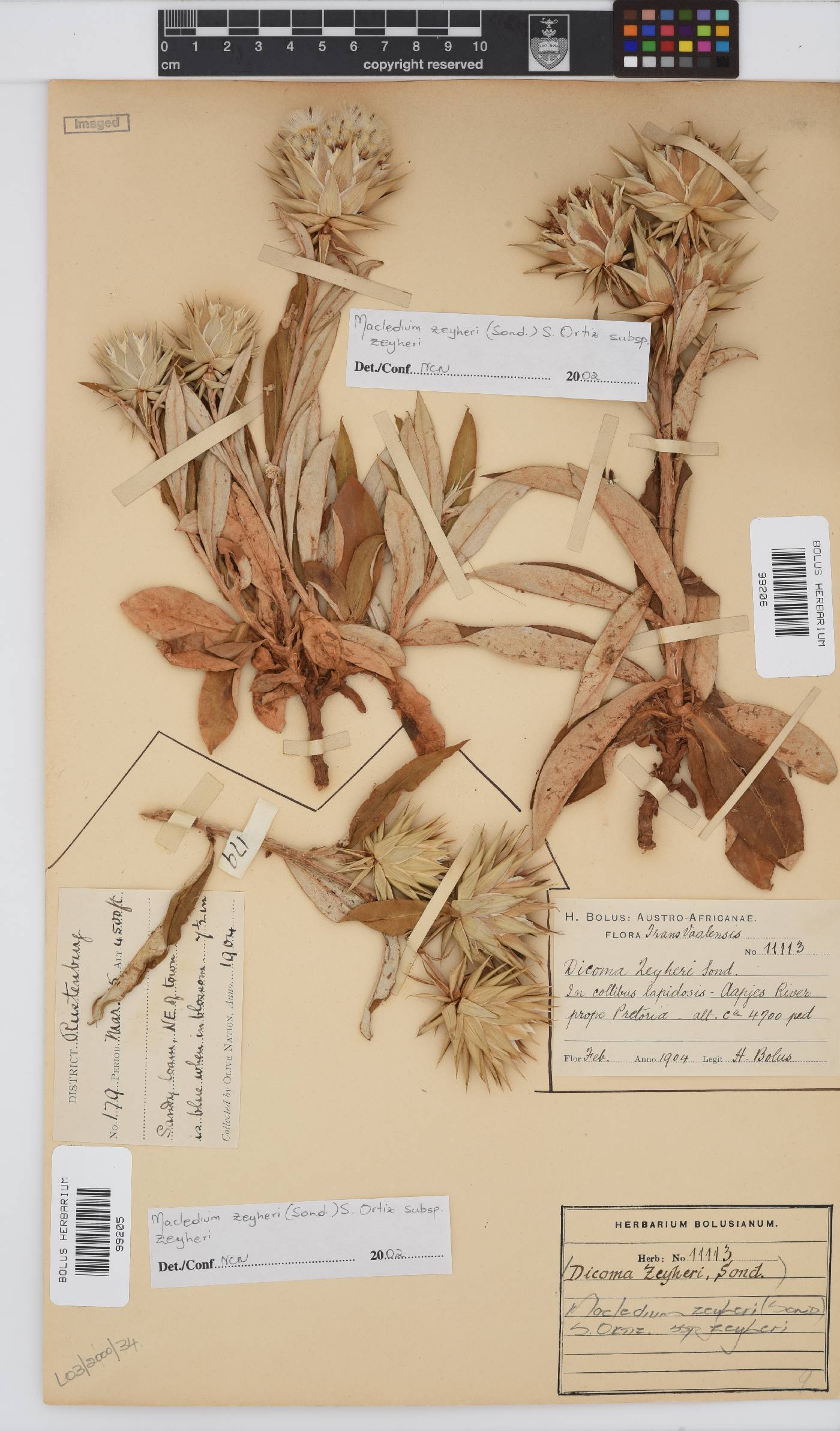 Macledium zeyheri image