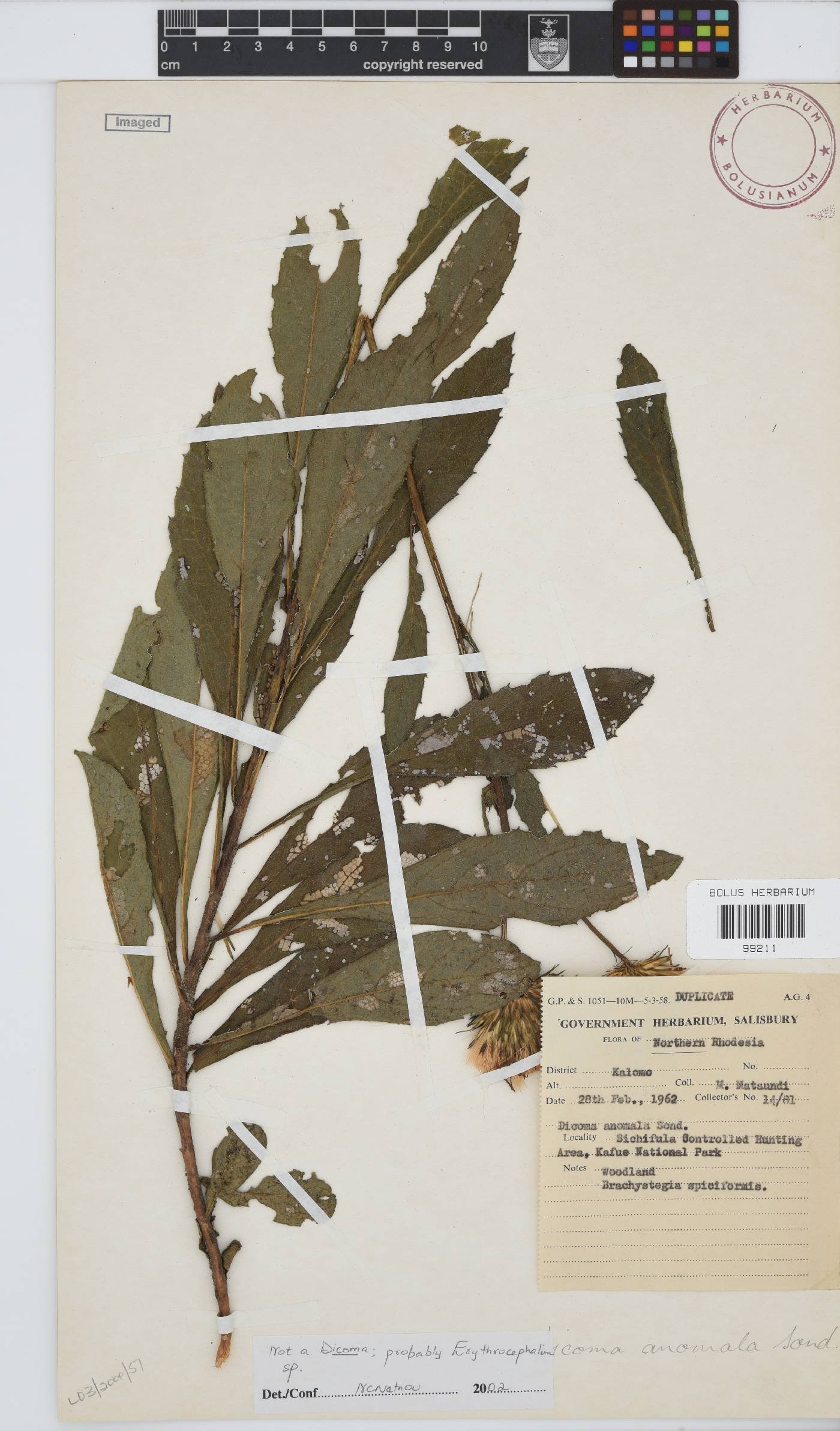 Erythrocephalum image