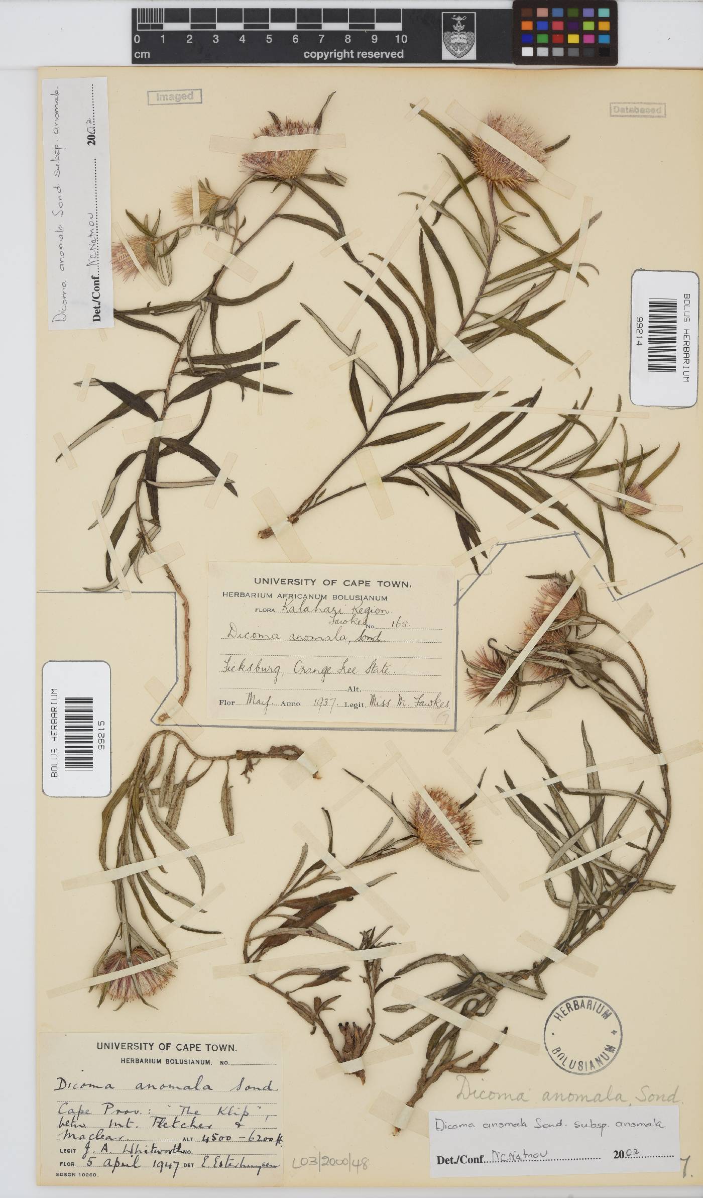 Dicoma anomala subsp. anomala image