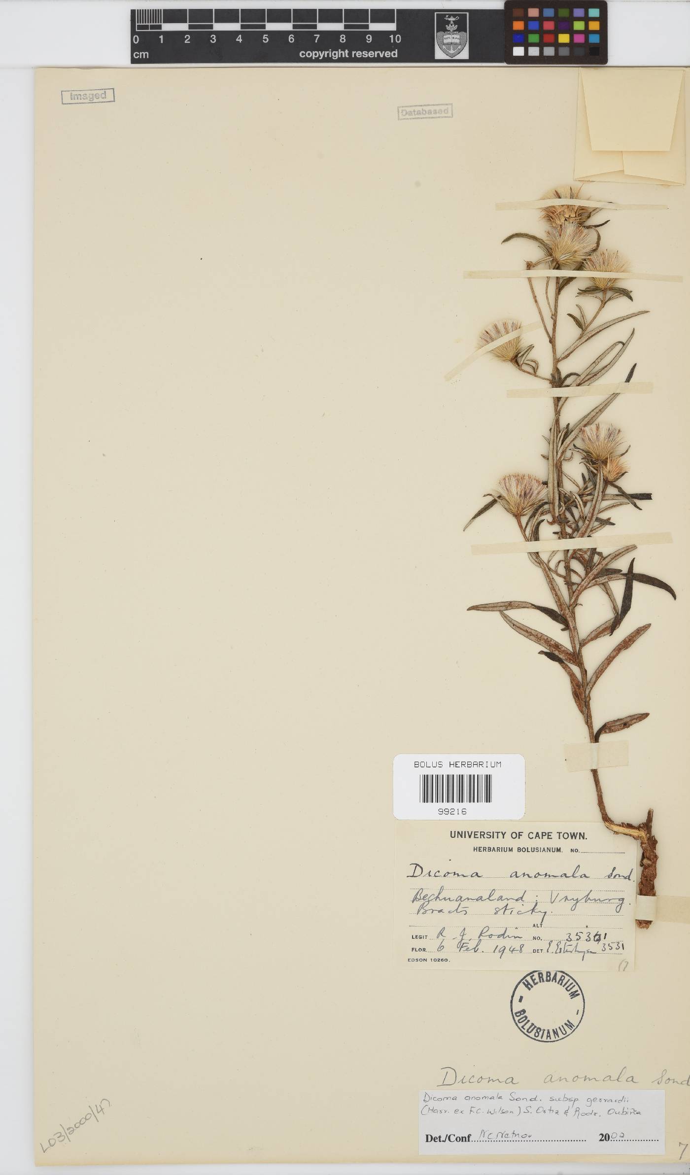 Dicoma anomala subsp. gerrardii image