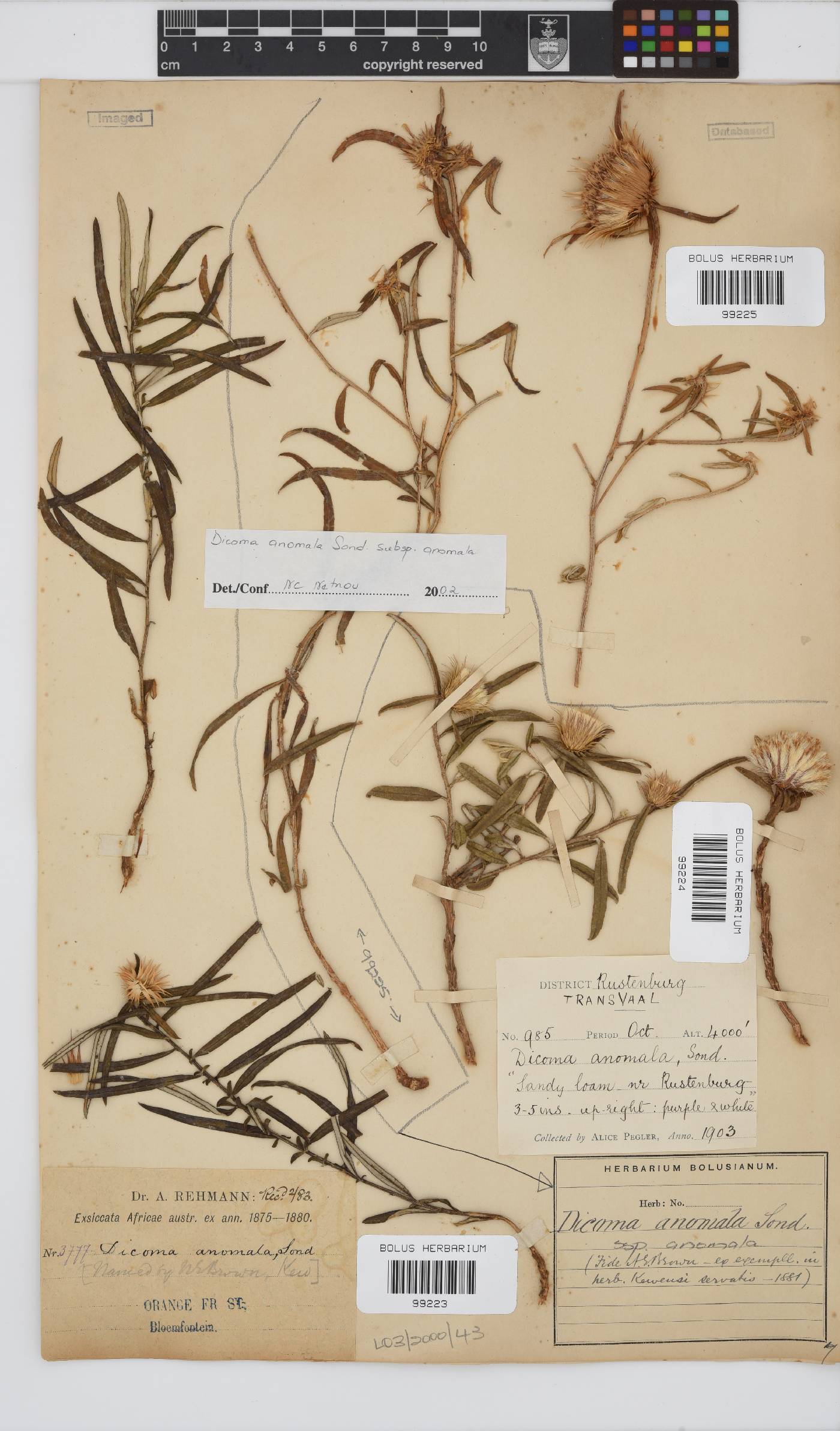 Dicoma anomala subsp. anomala image