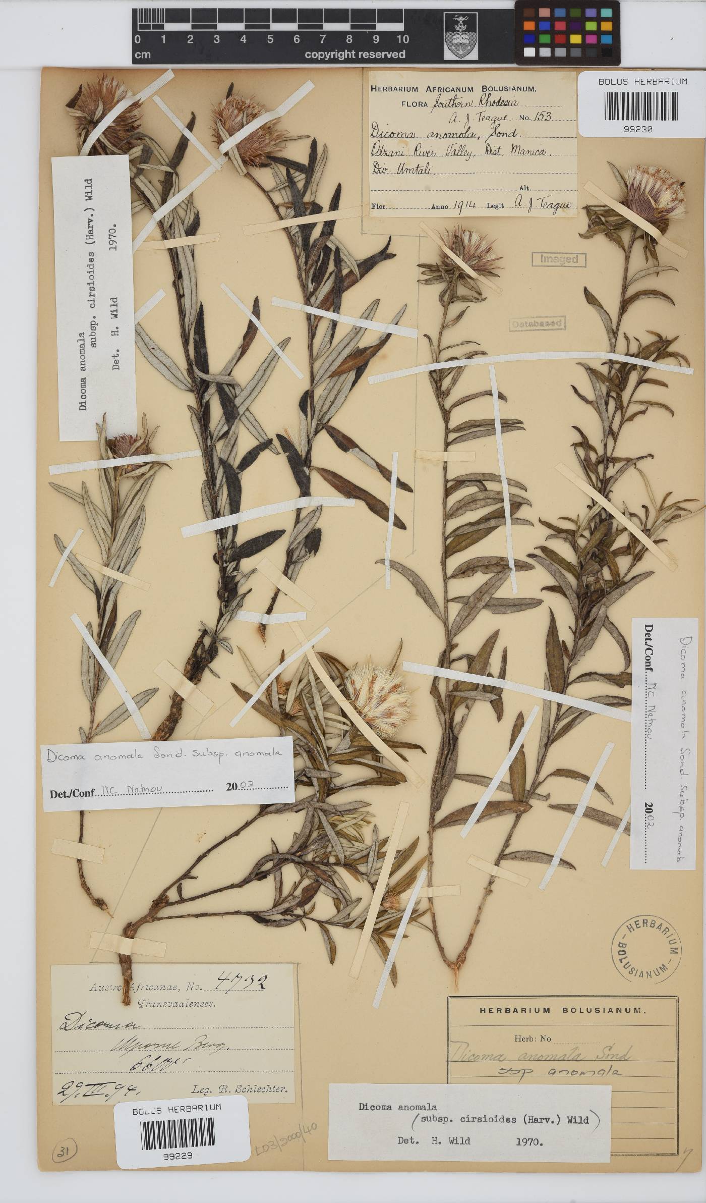 Dicoma anomala subsp. anomala image