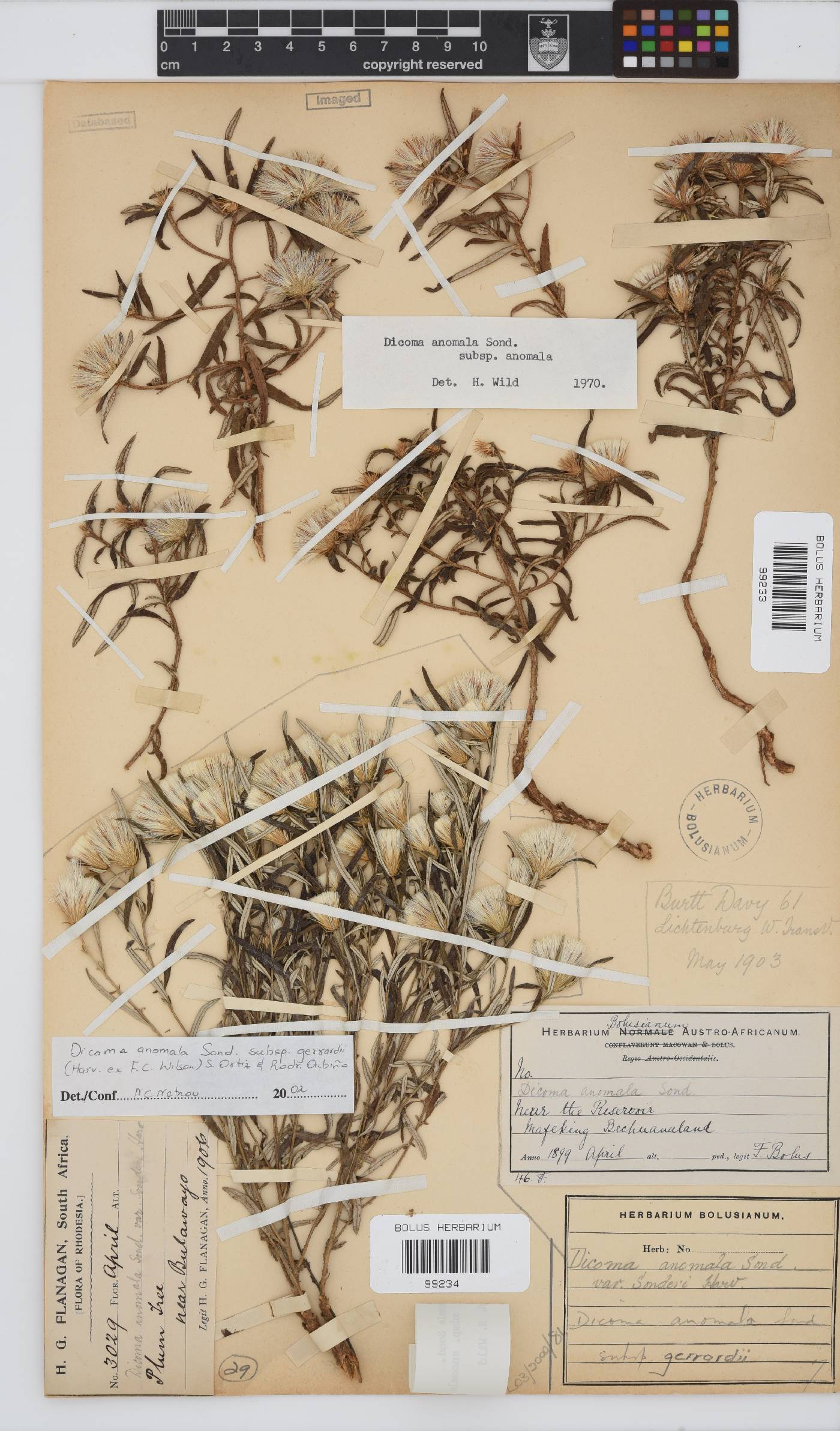 Dicoma anomala subsp. anomala image
