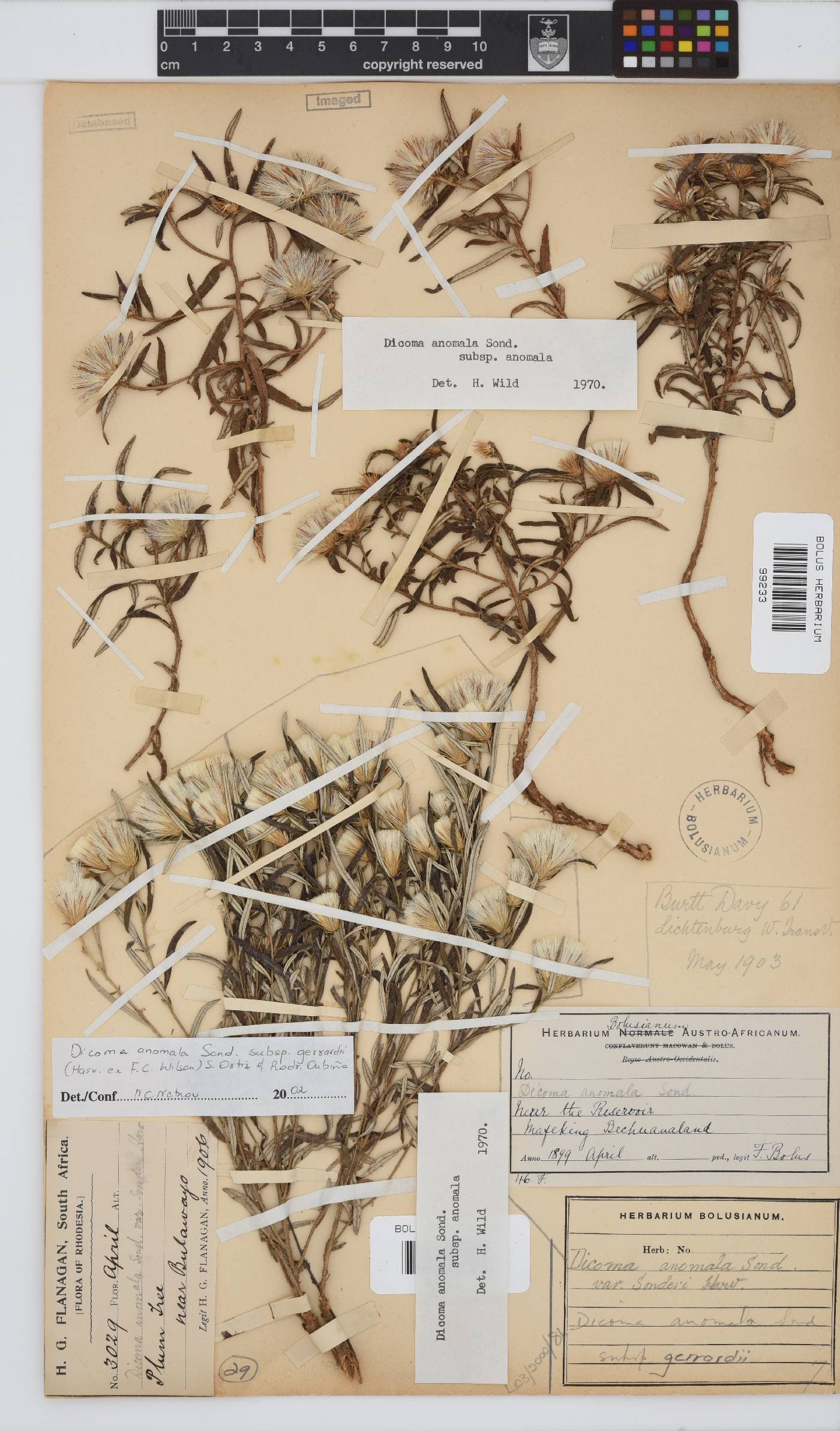 Dicoma anomala subsp. gerrardii image