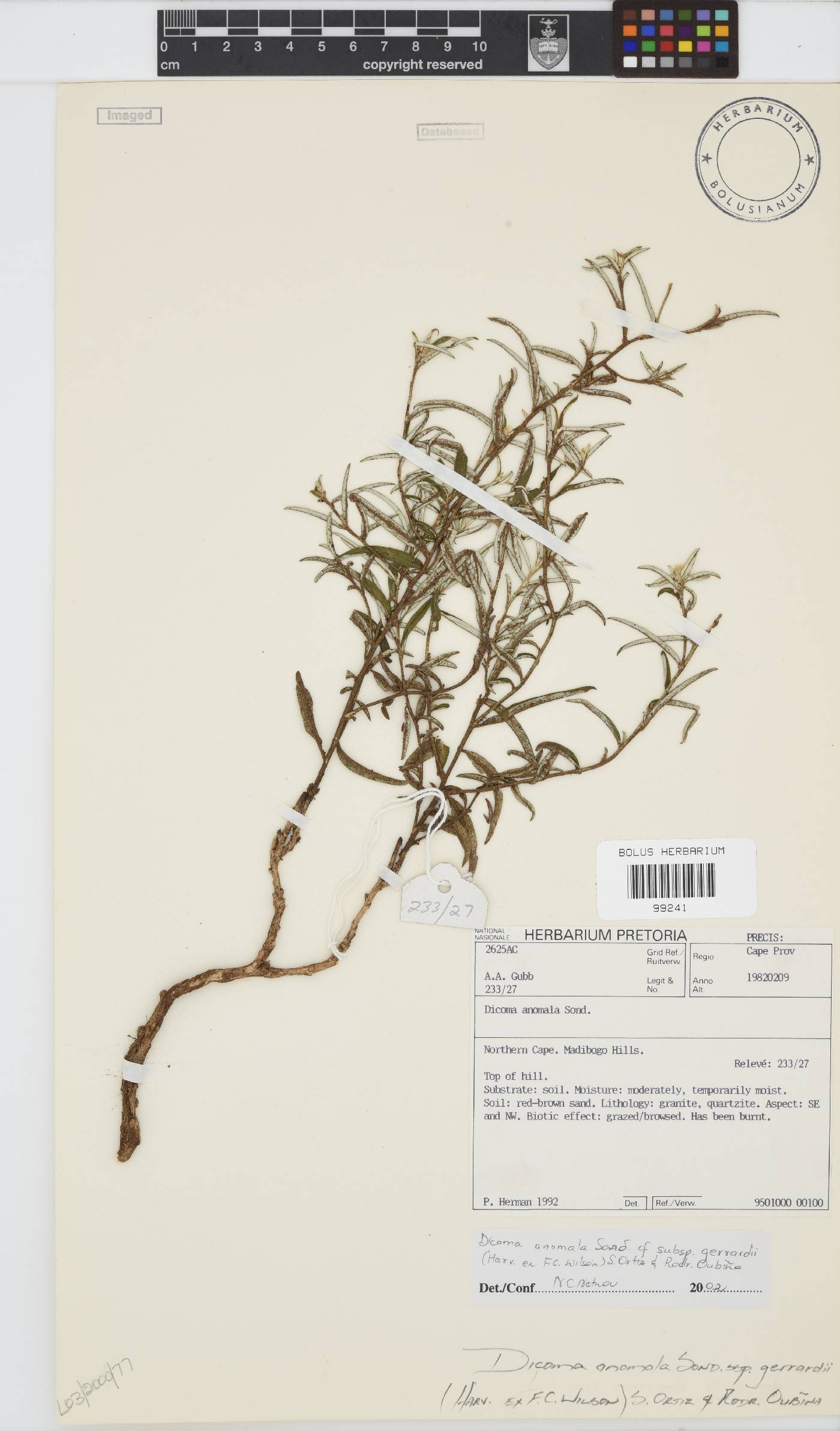 Dicoma anomala subsp. gerrardii image