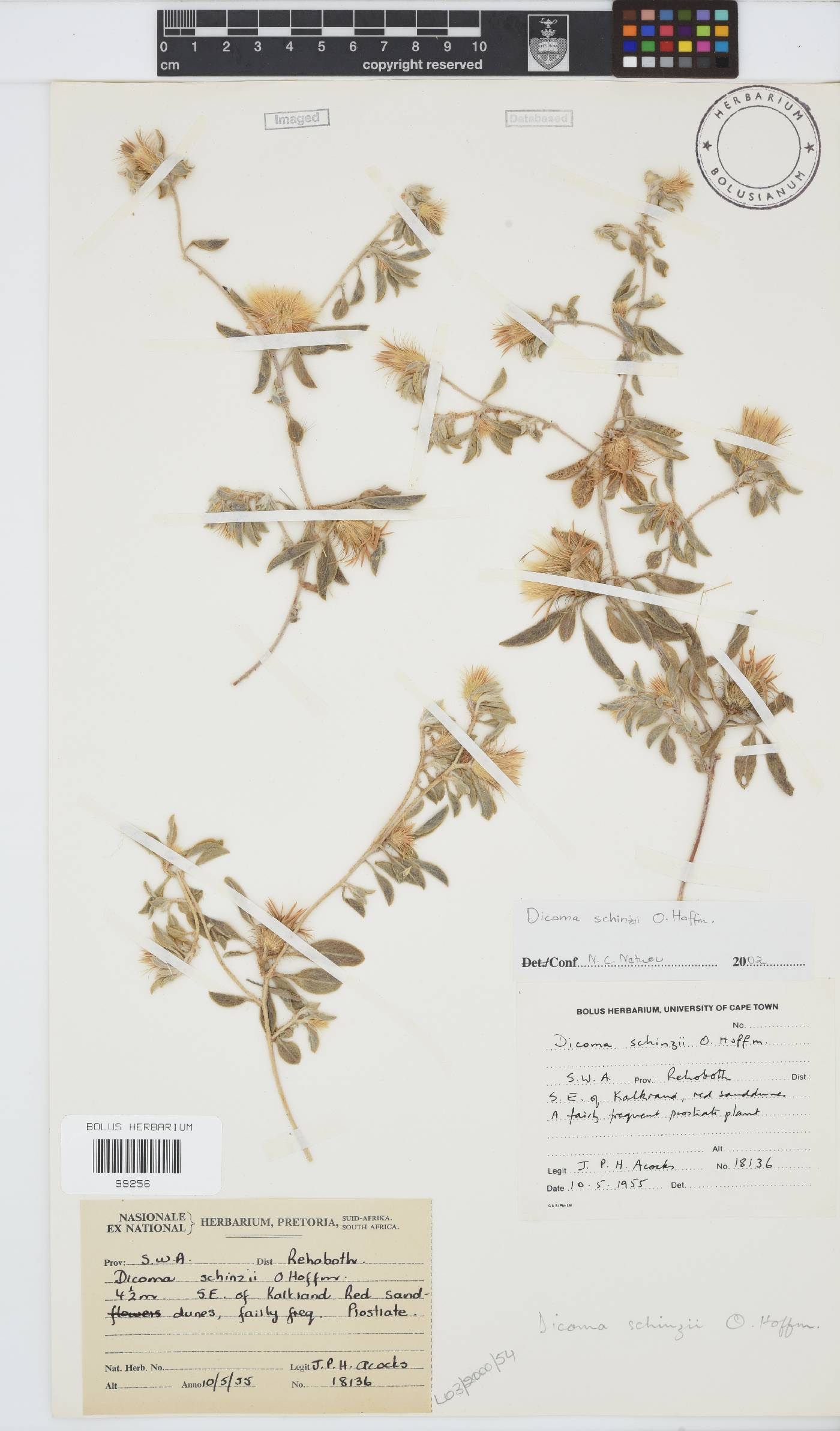 Dicoma schinzii image