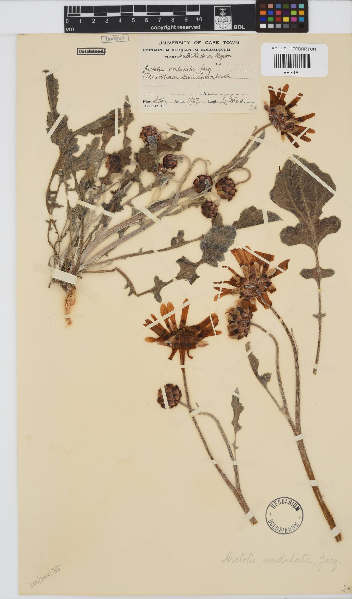 Arctotis laciniata image