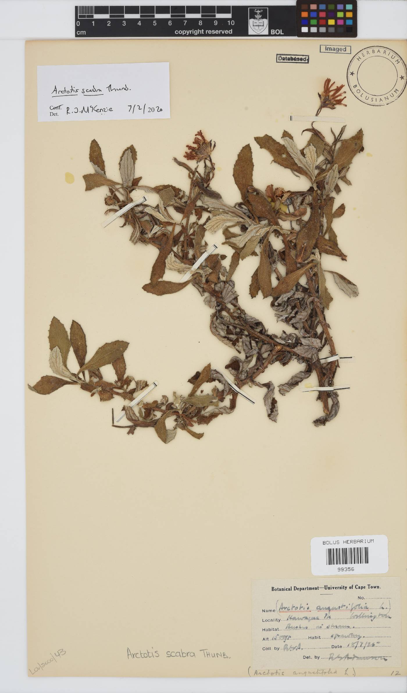 Arctotis scabra image