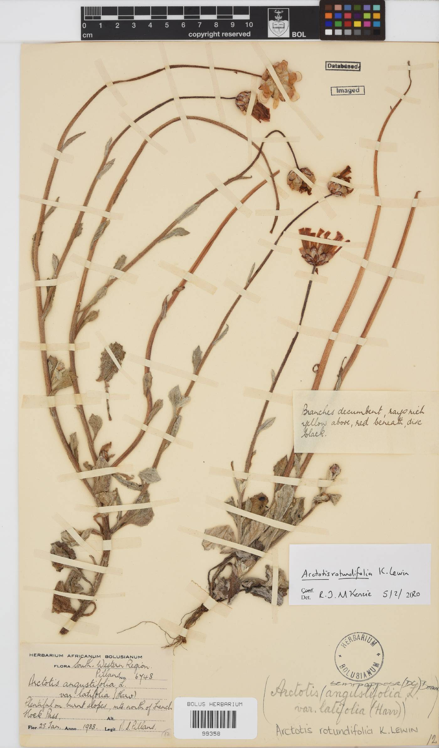 Arctotis rotundifolia image