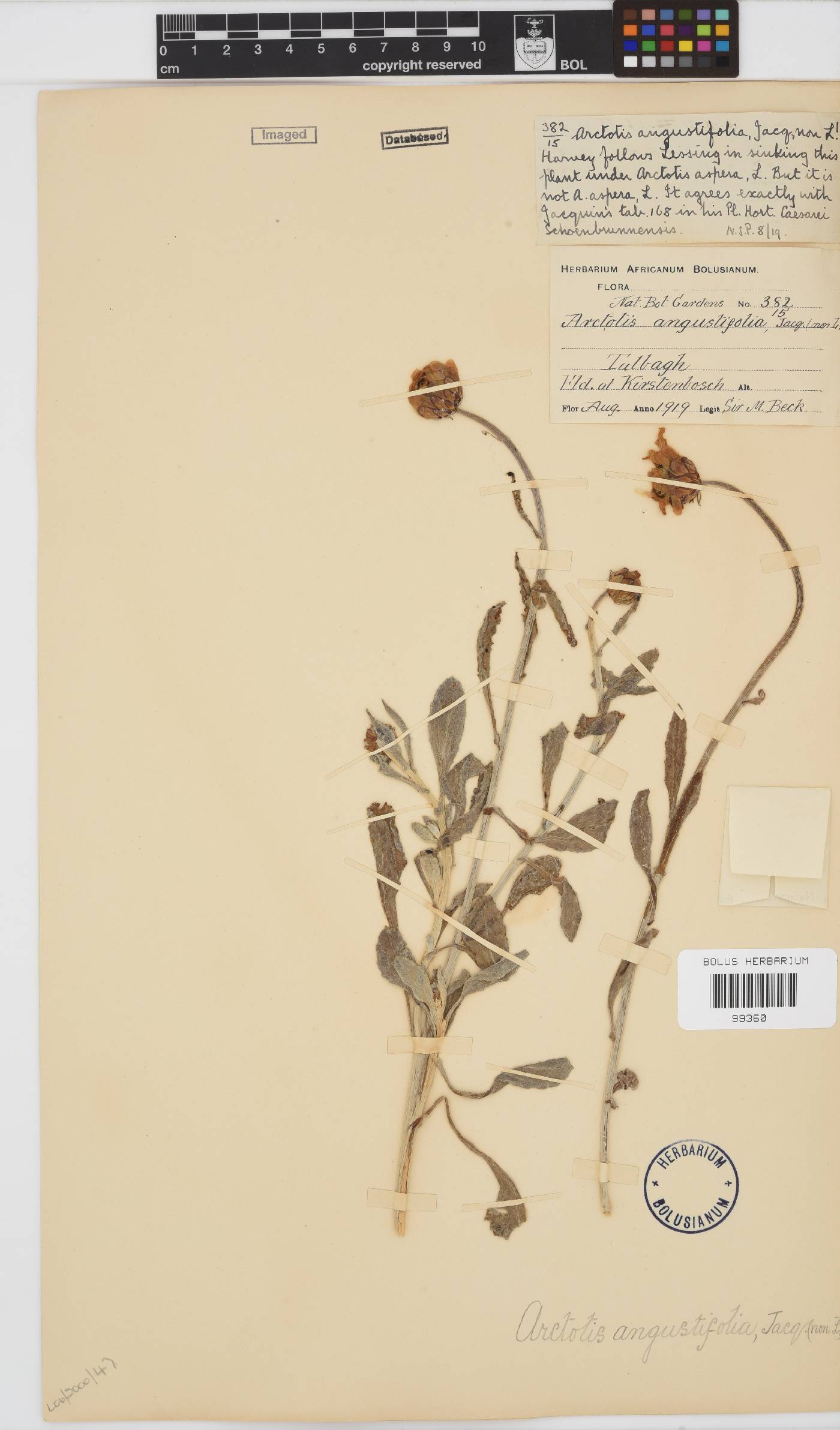 Arctotis angustifolia image