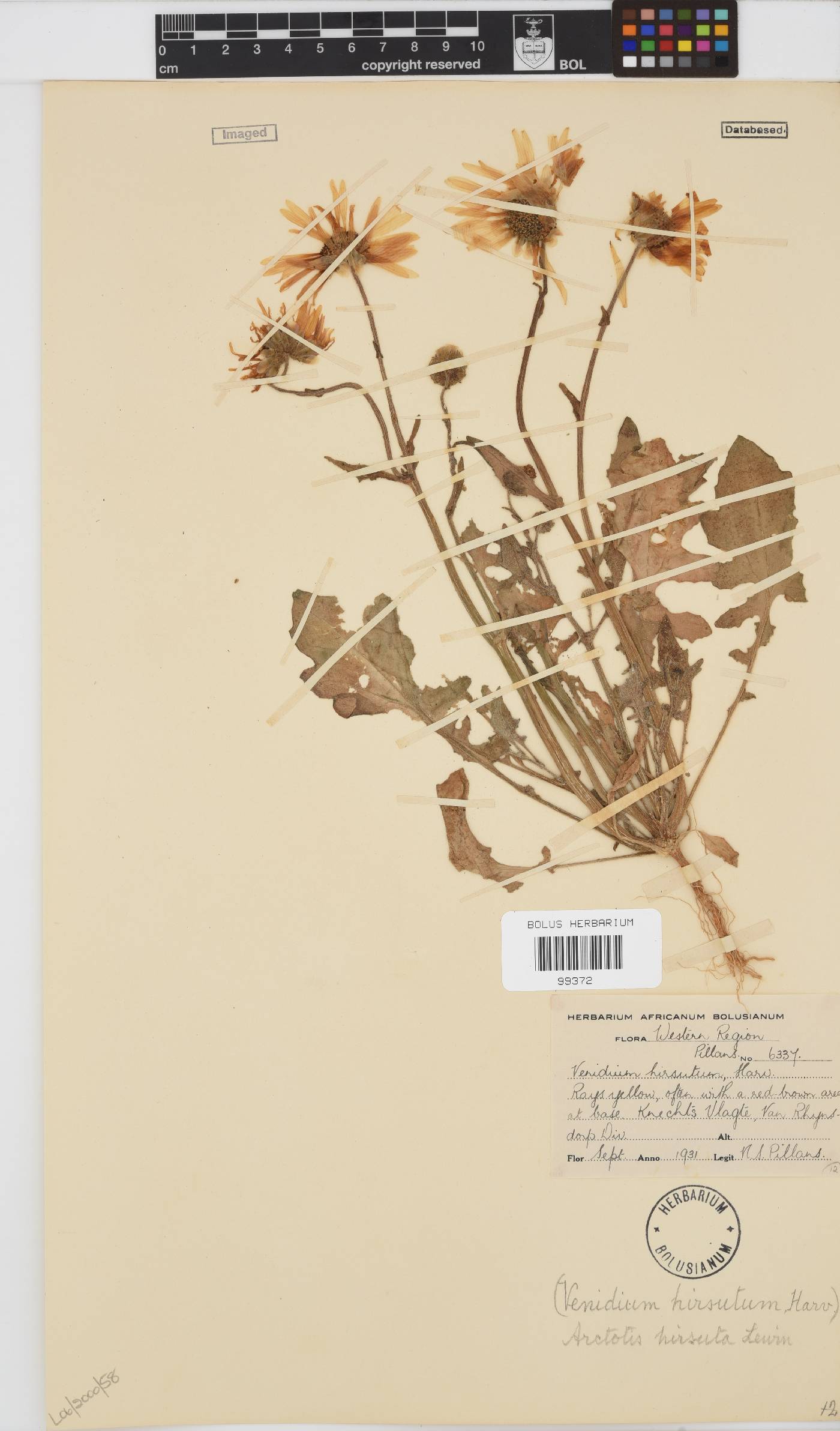 Arctotis hirsuta image