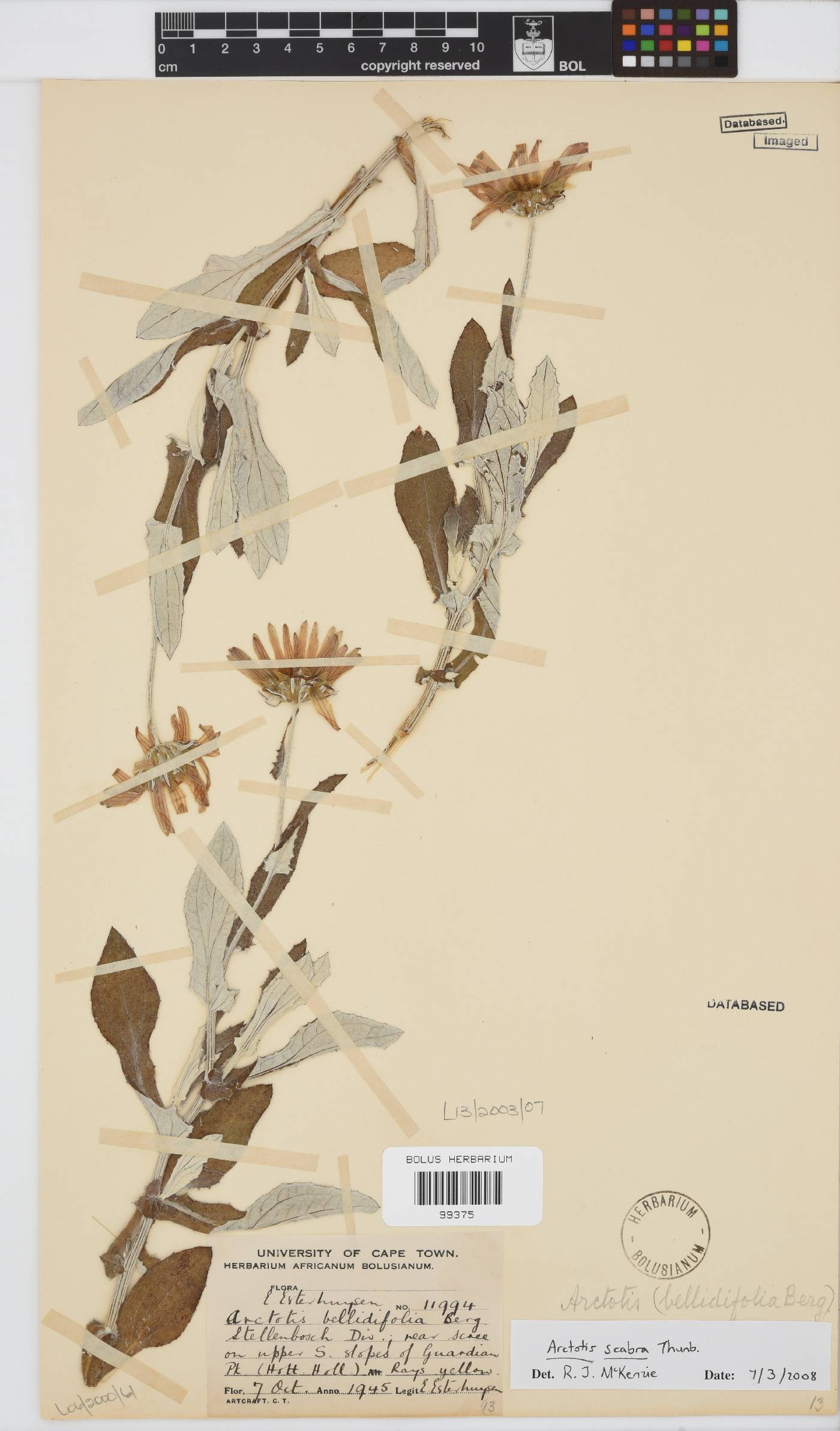 Arctotis scabra image