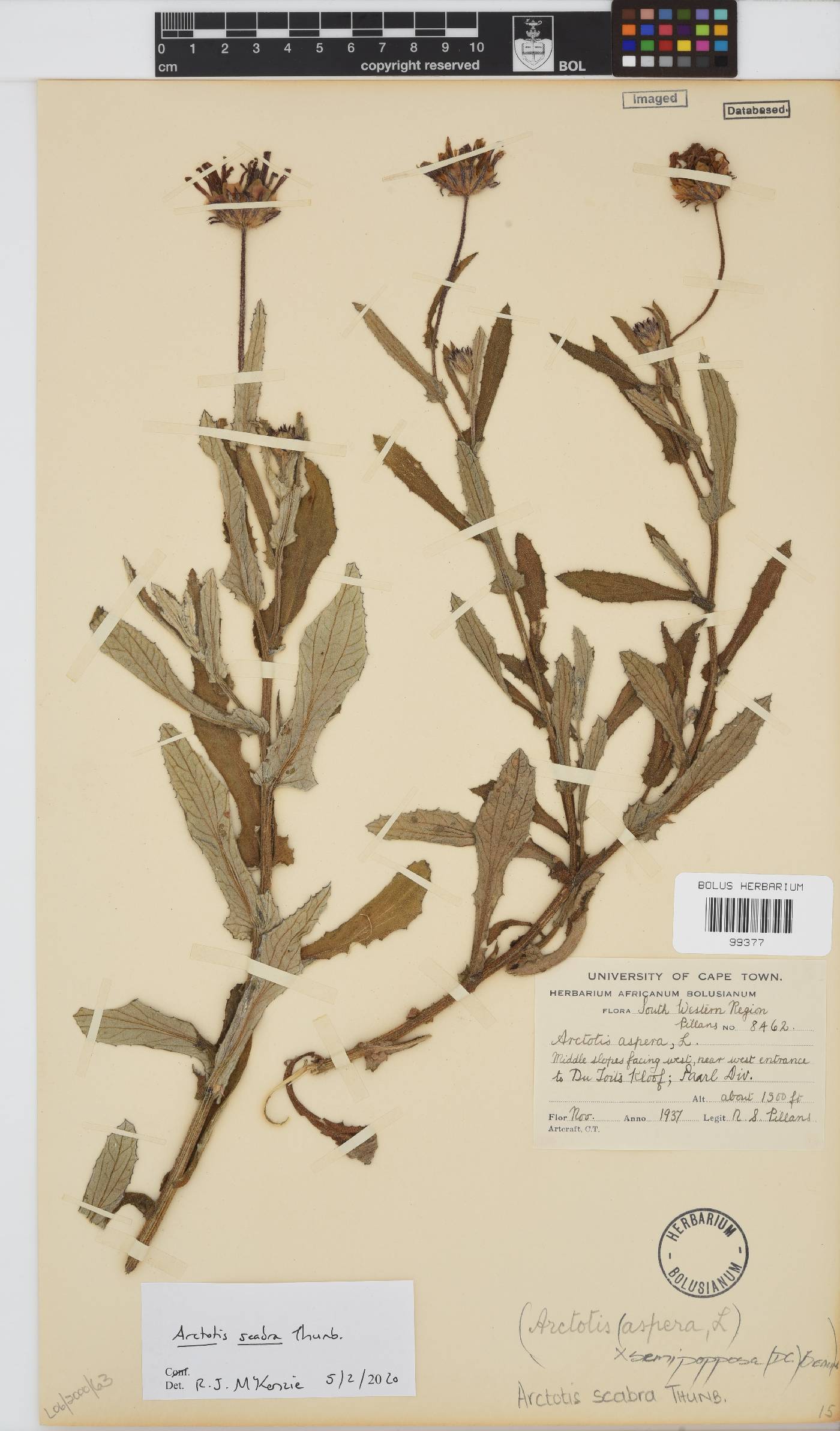 Arctotis scabra image