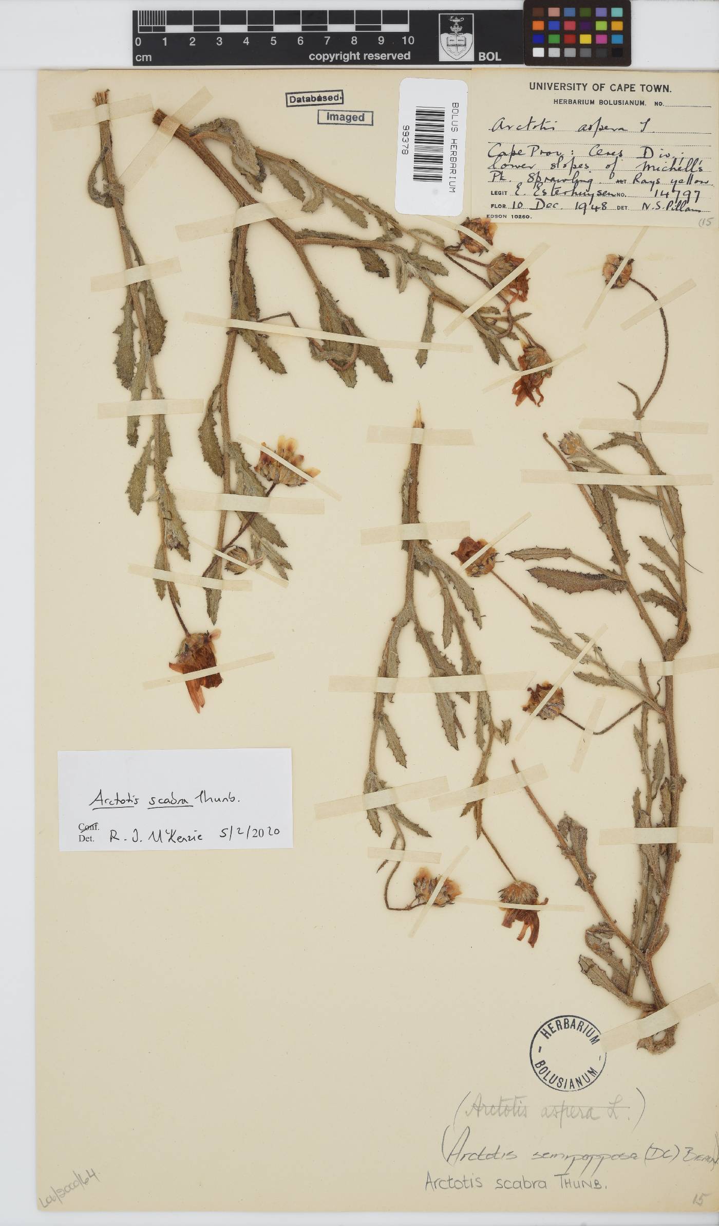 Arctotis scabra image
