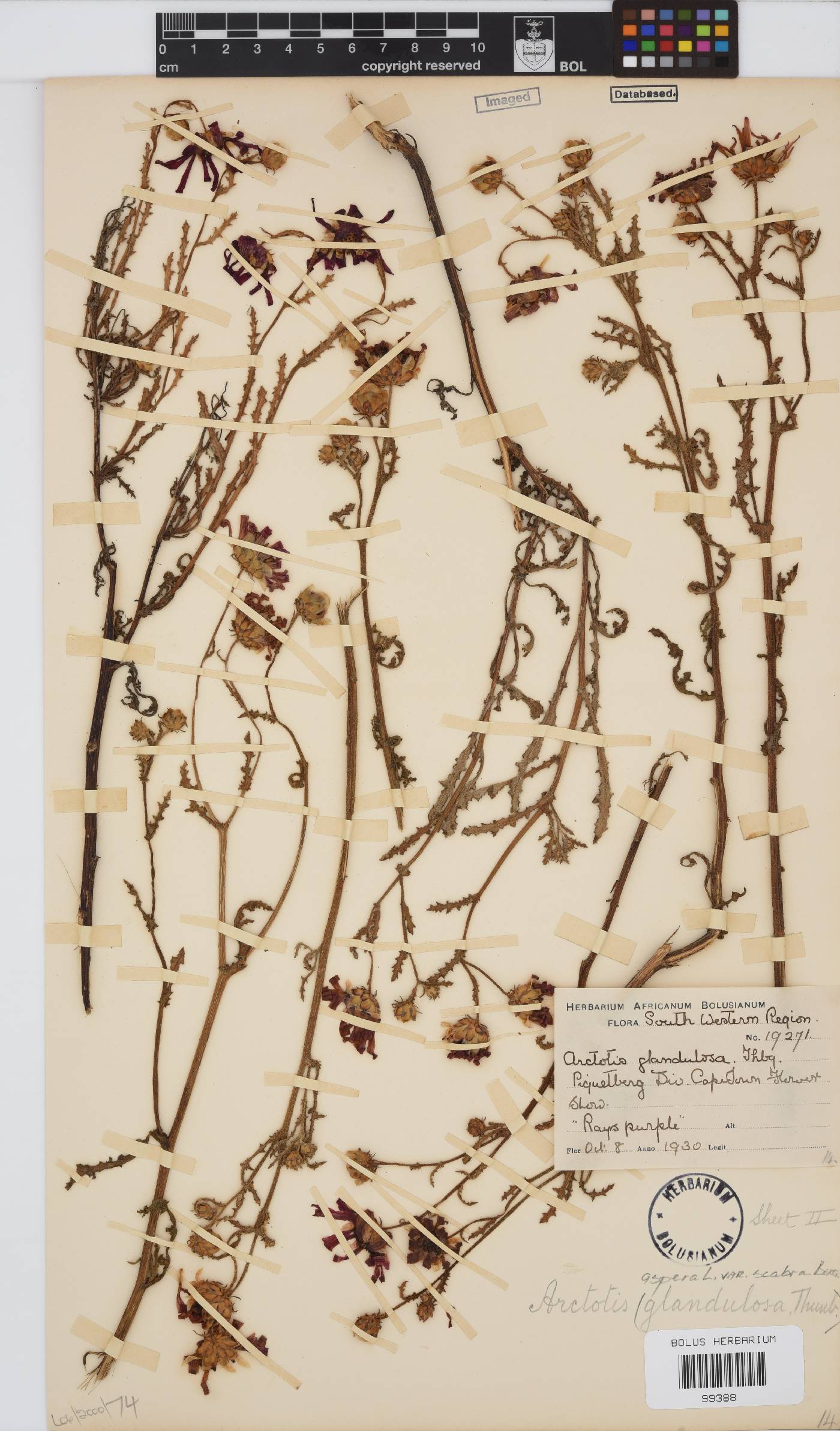Arctotis aspera image