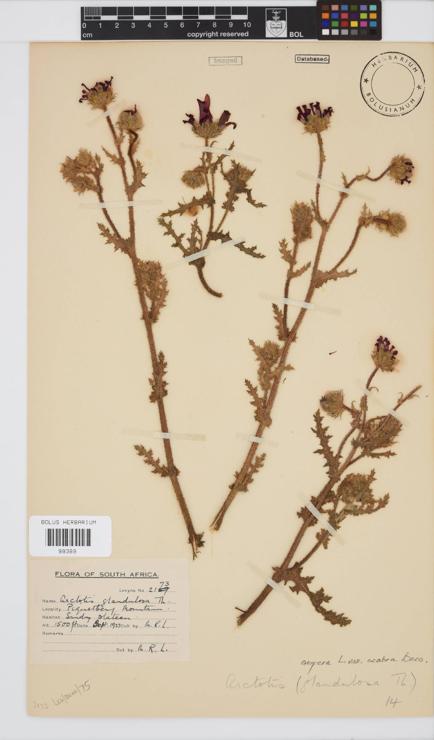Arctotis aspera image
