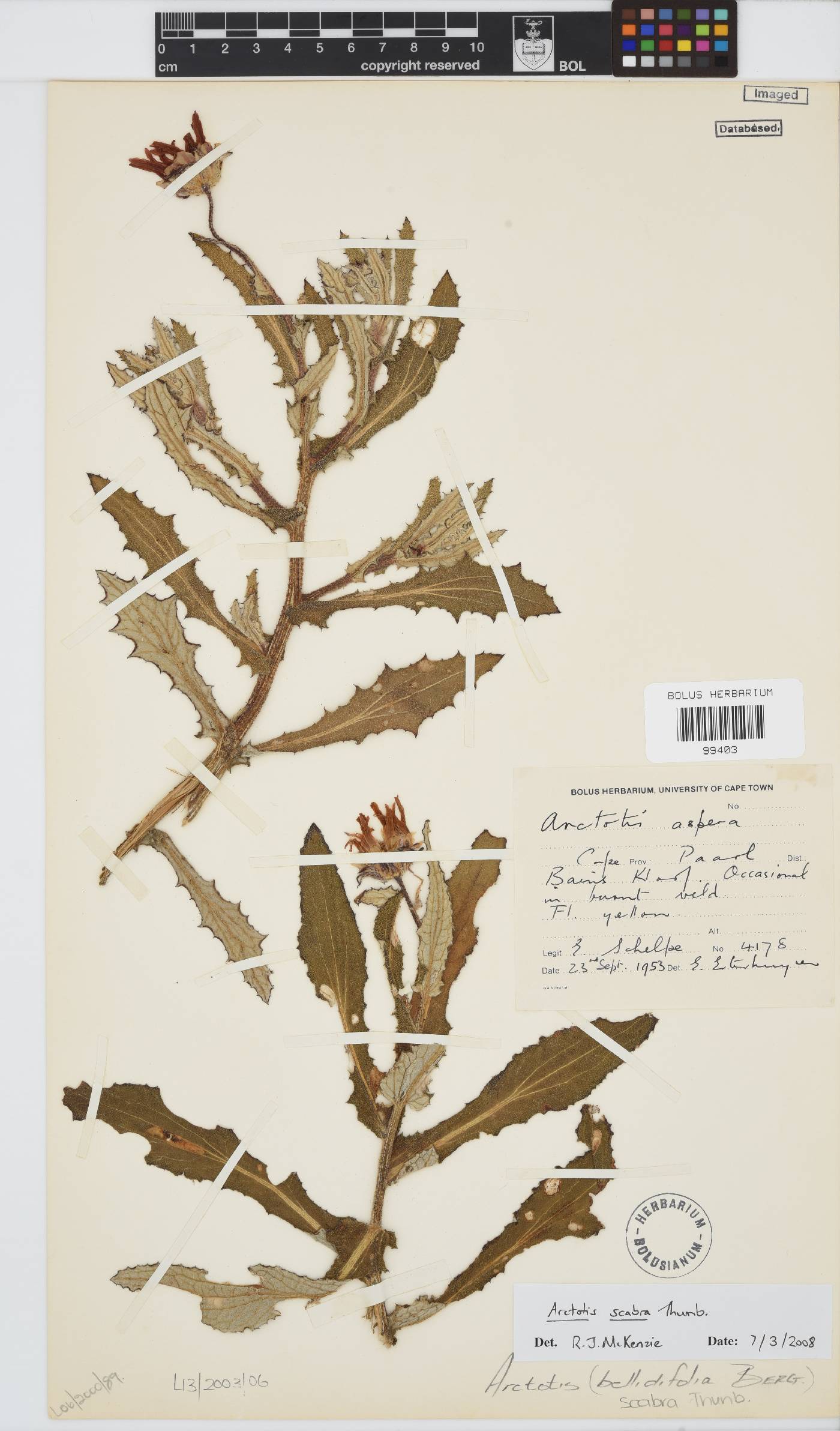 Arctotis scabra image