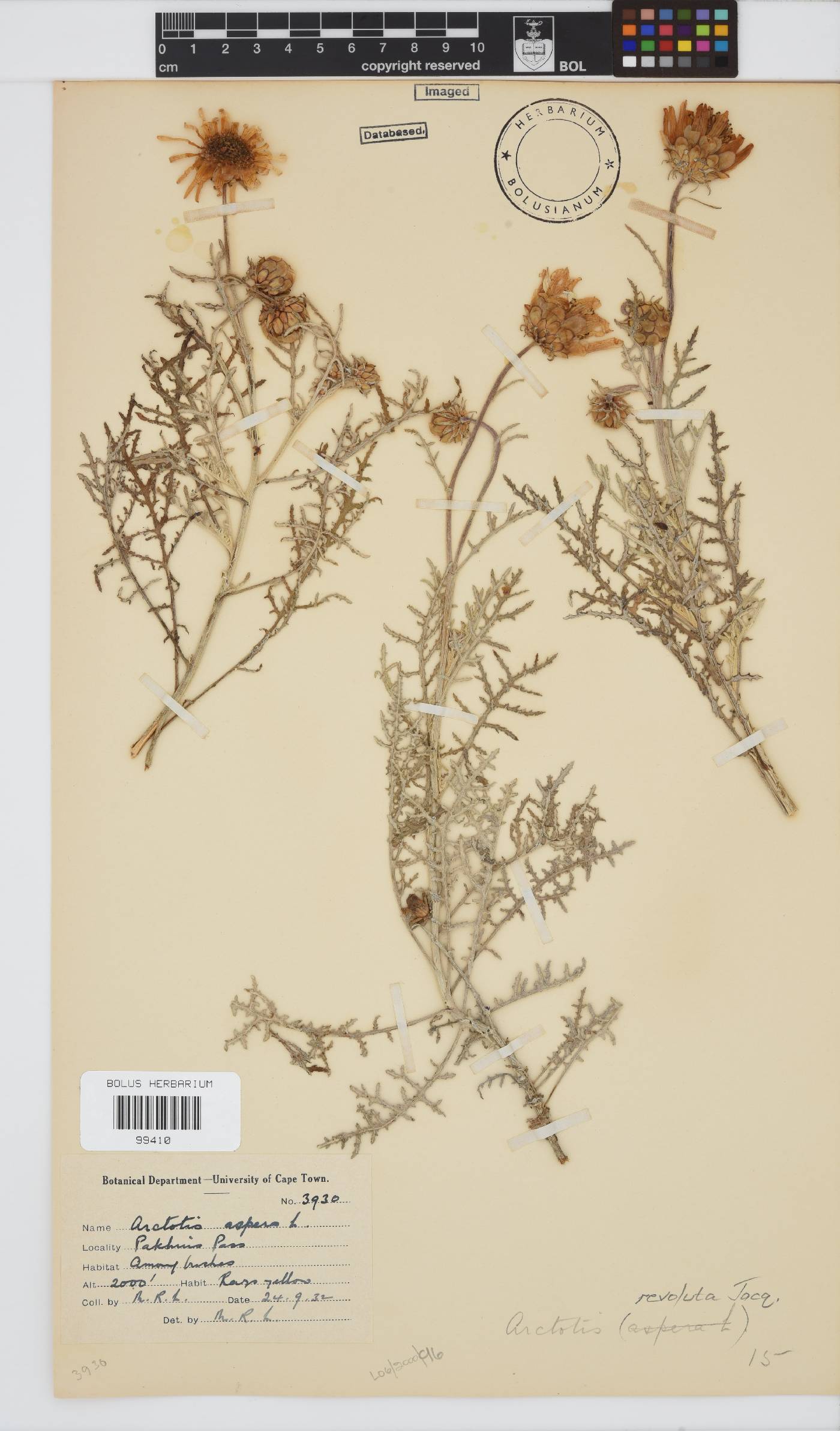 Arctotis revoluta image