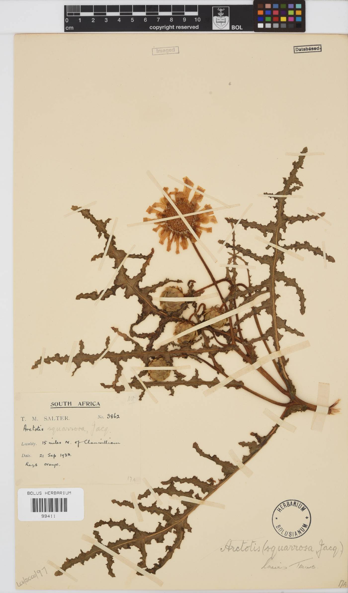 Arctotis laciniata image