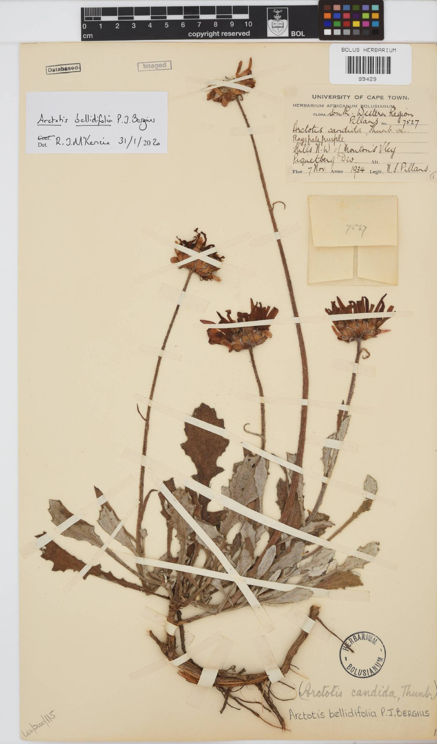 Arctotis revoluta image