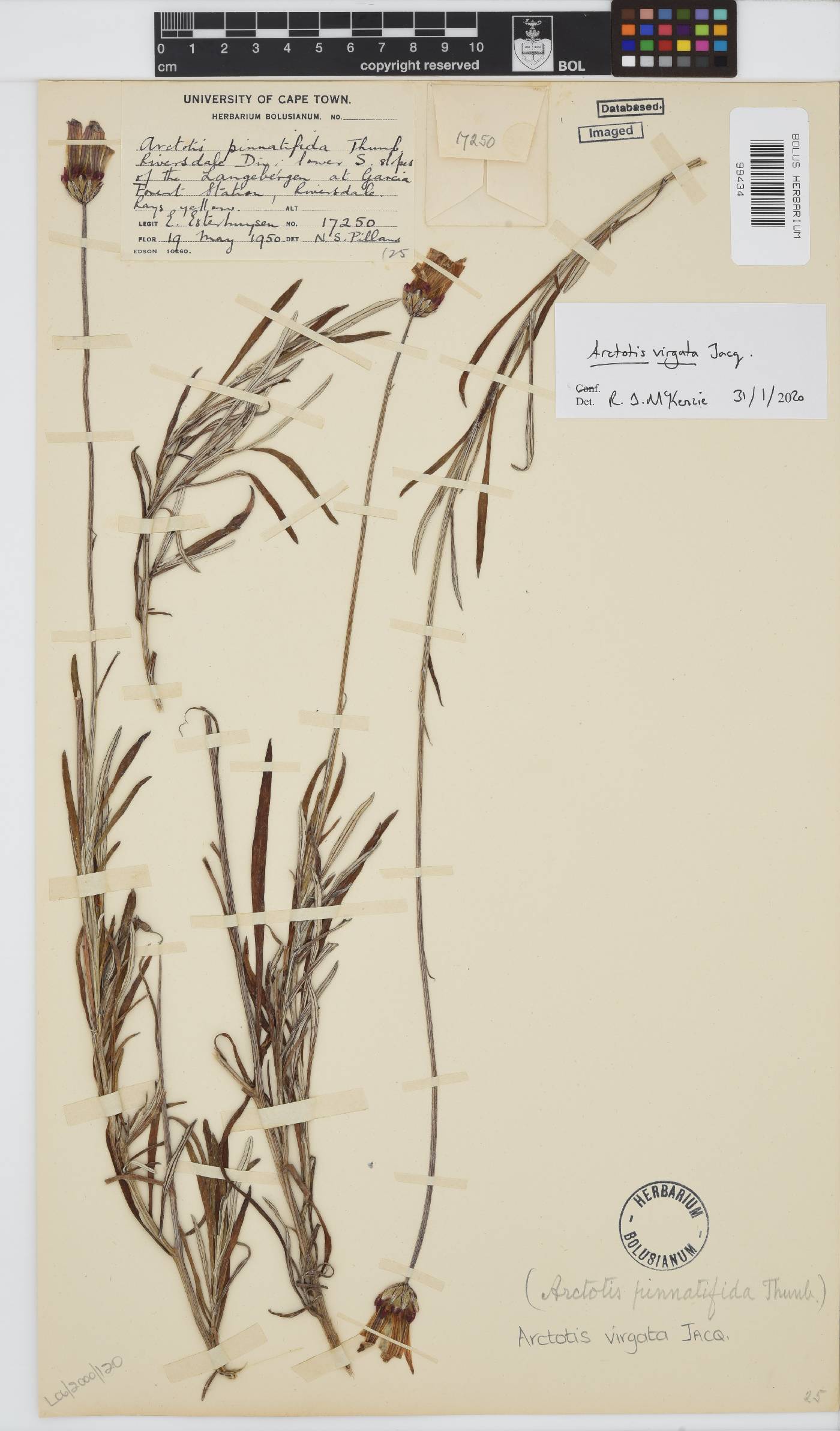 Arctotis pinnatifida image