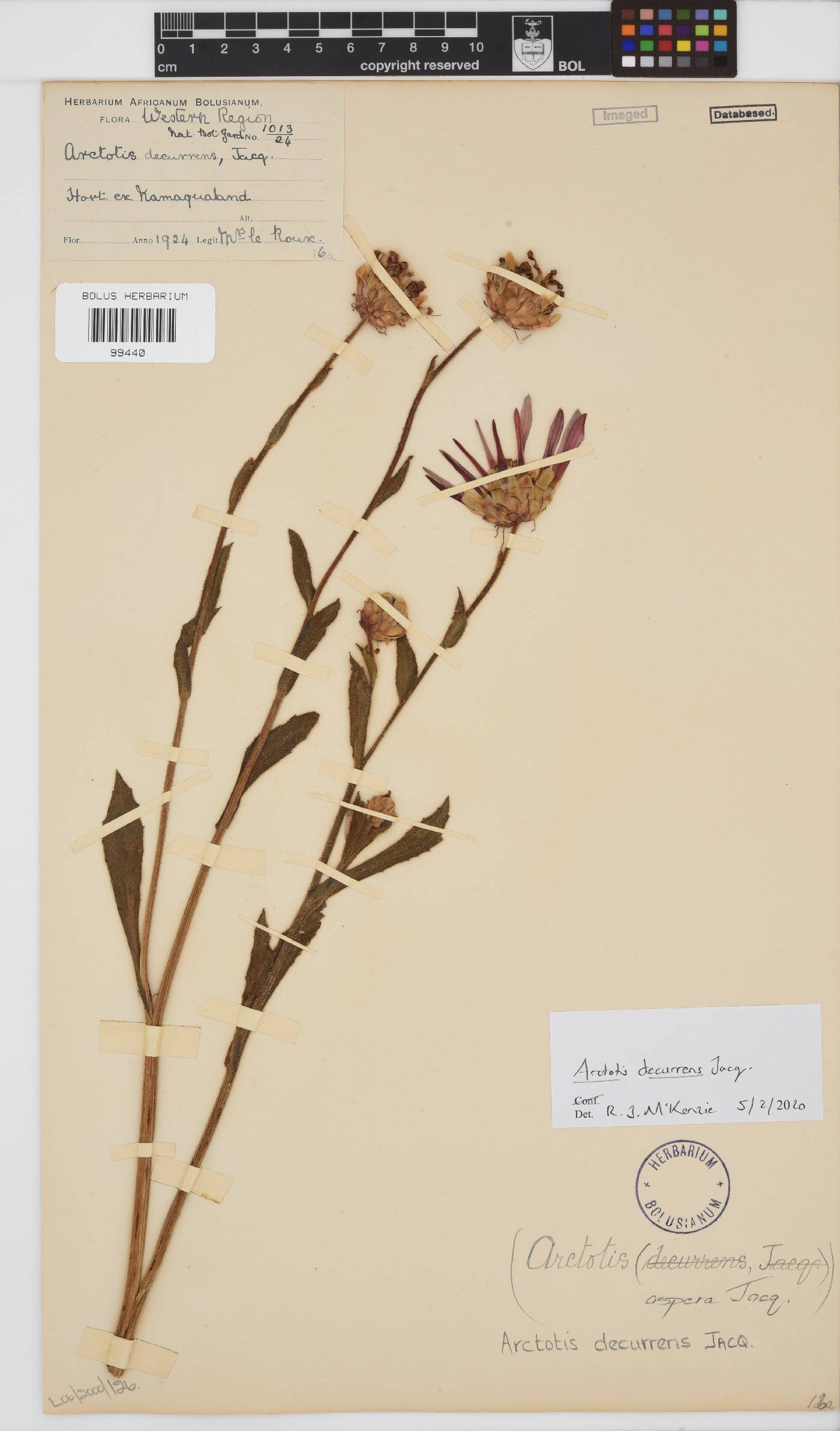 Arctotis decurrens image