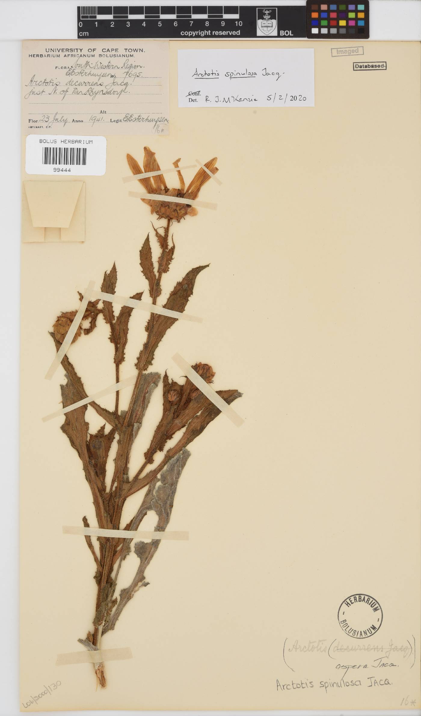 Arctotis spinulosa image