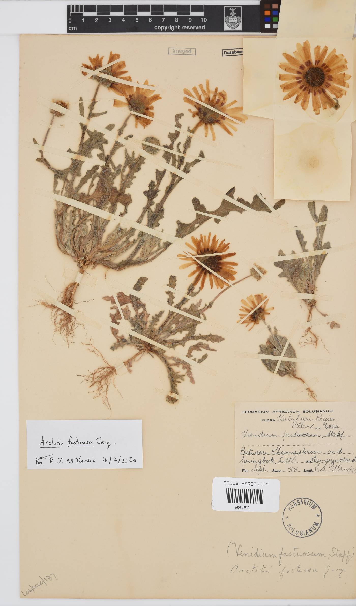 Arctotis fastuosa image