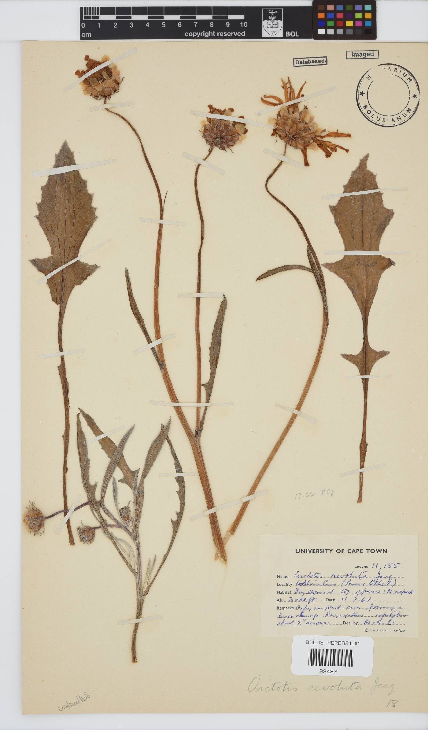 Arctotis revoluta image
