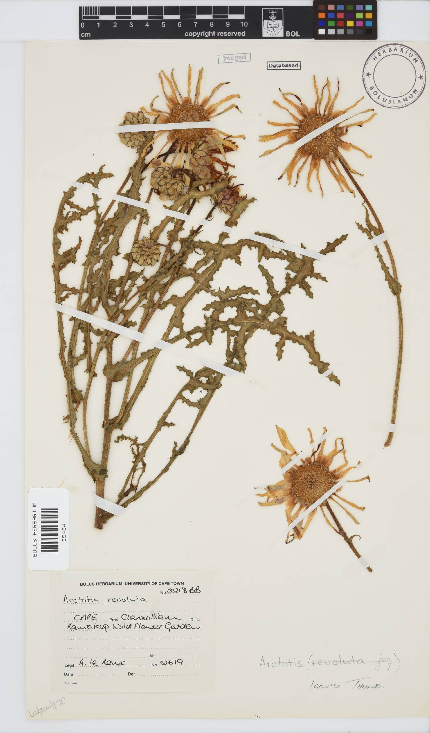 Arctotis laciniata image