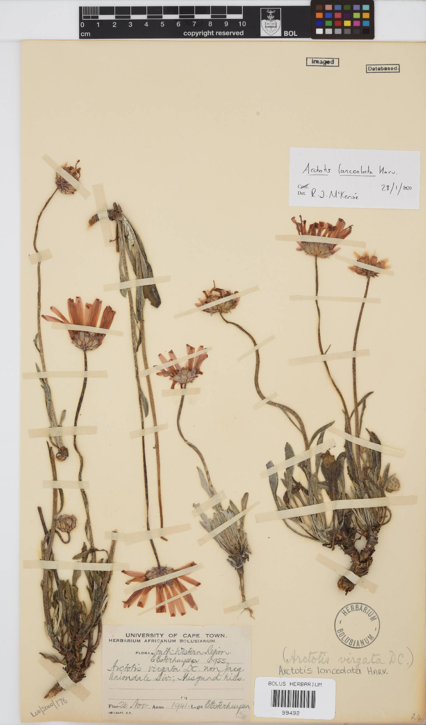 Arctotis lanceolata image
