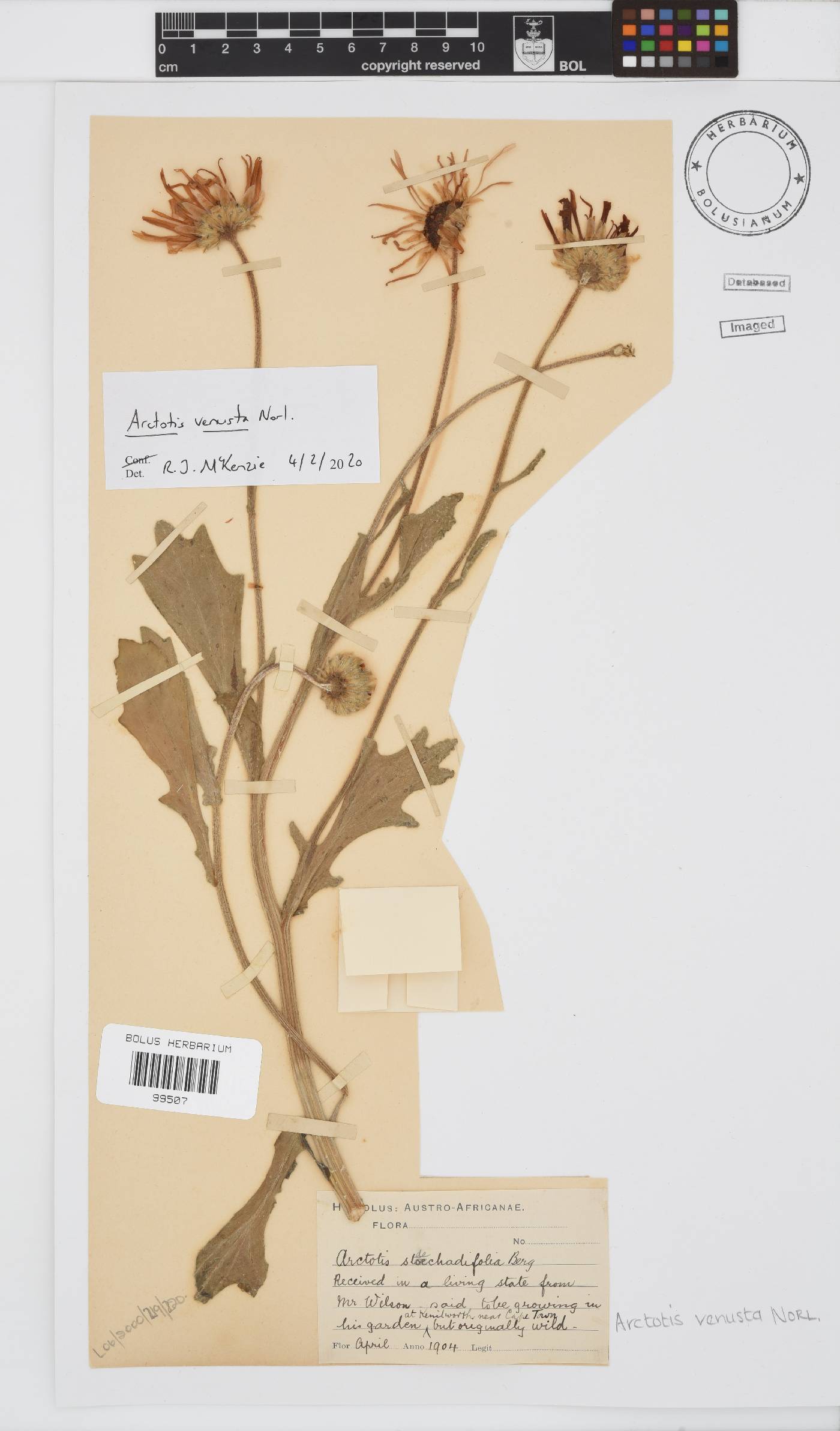 Arctotis venusta image