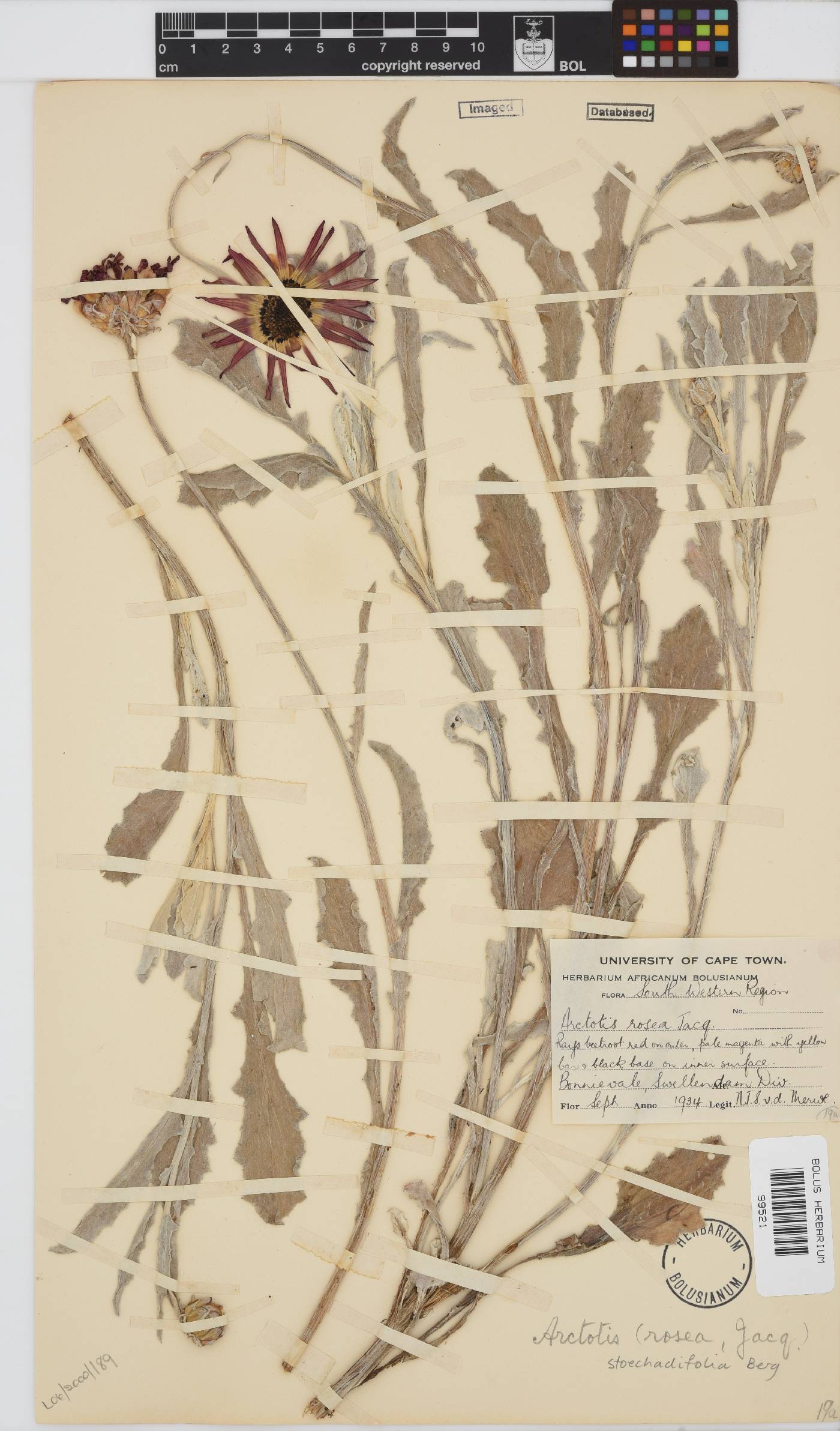 Arctotis stoechadifolia image