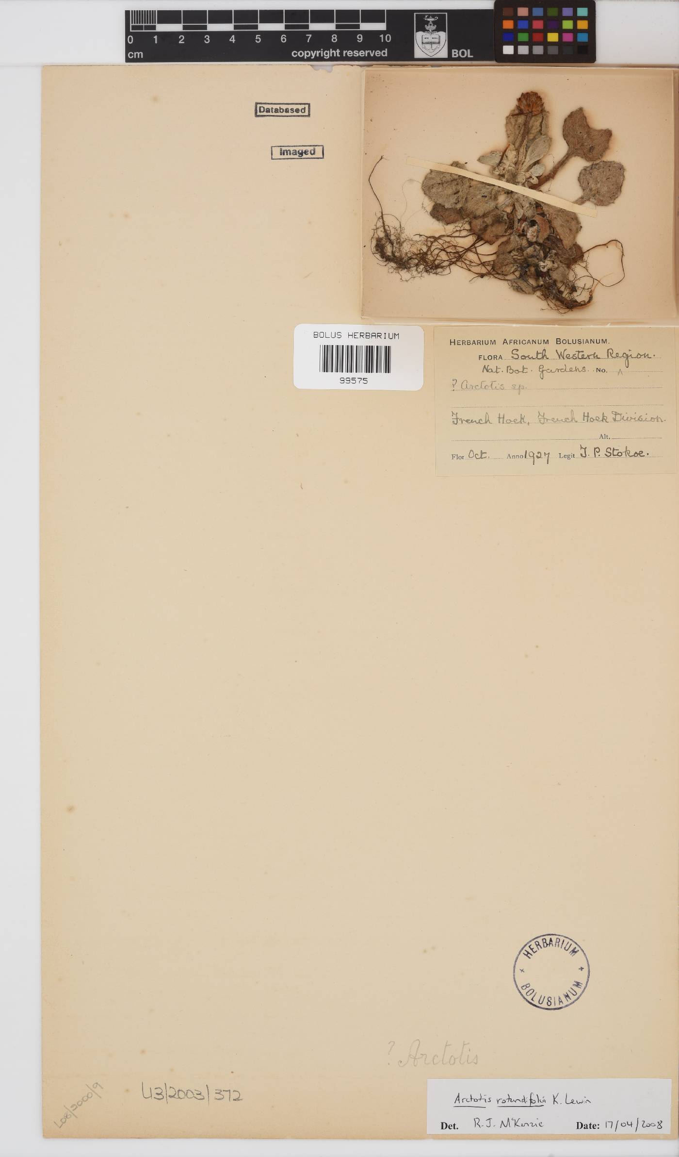 Arctotis rotundifolia image