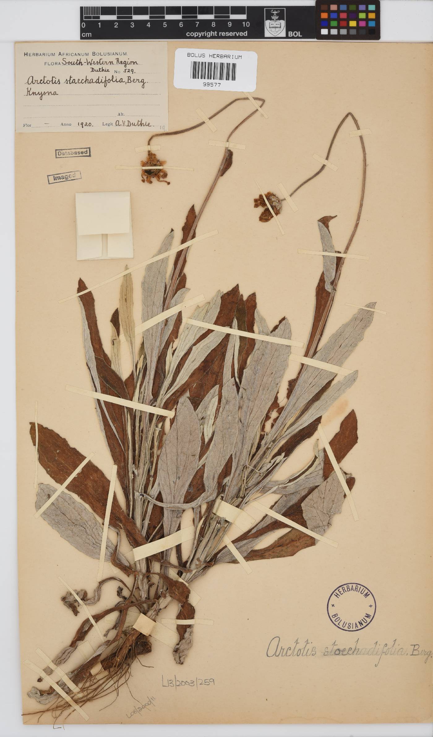 Arctotis stoechadifolia image