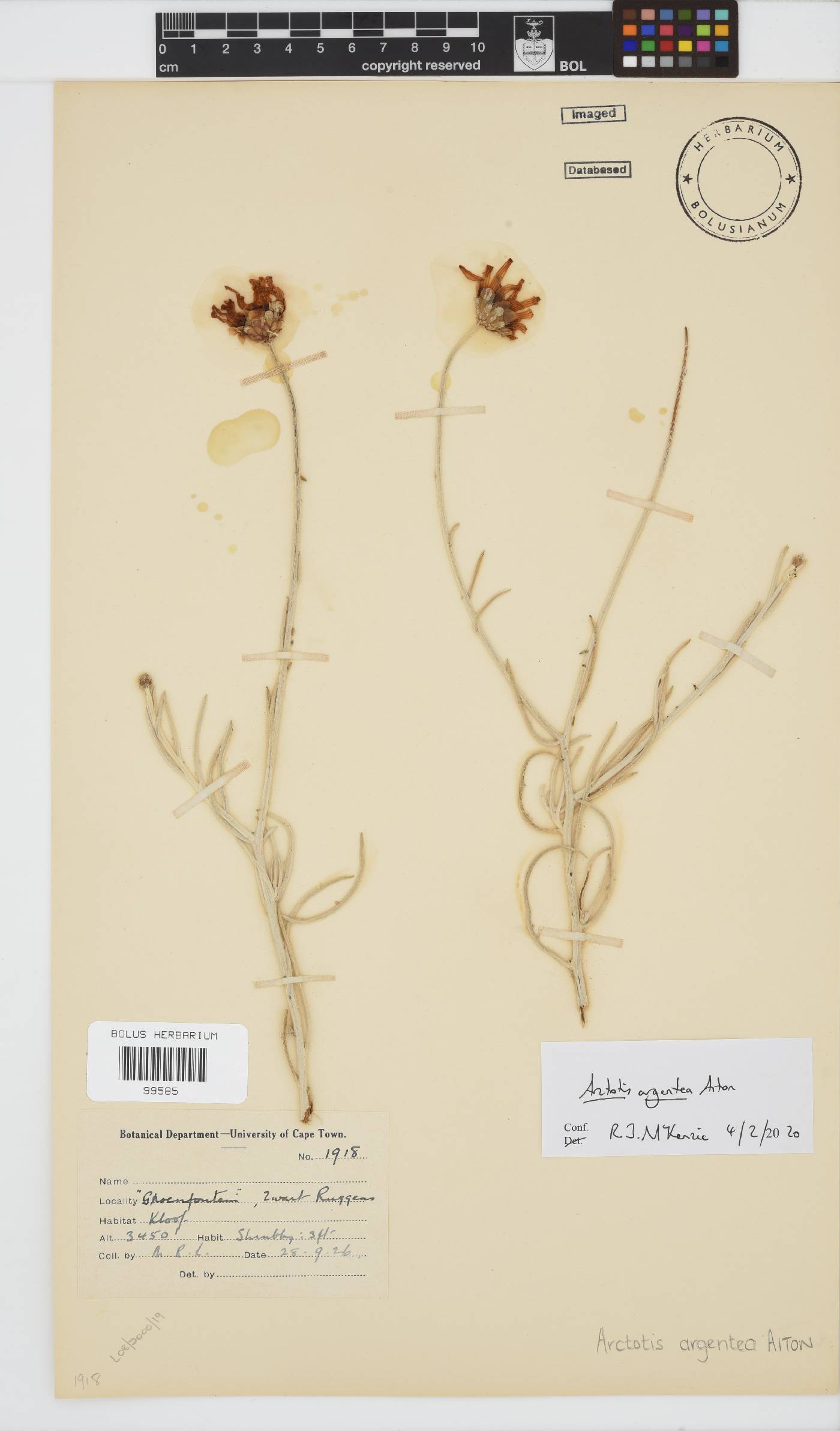 Arctotis argentea image