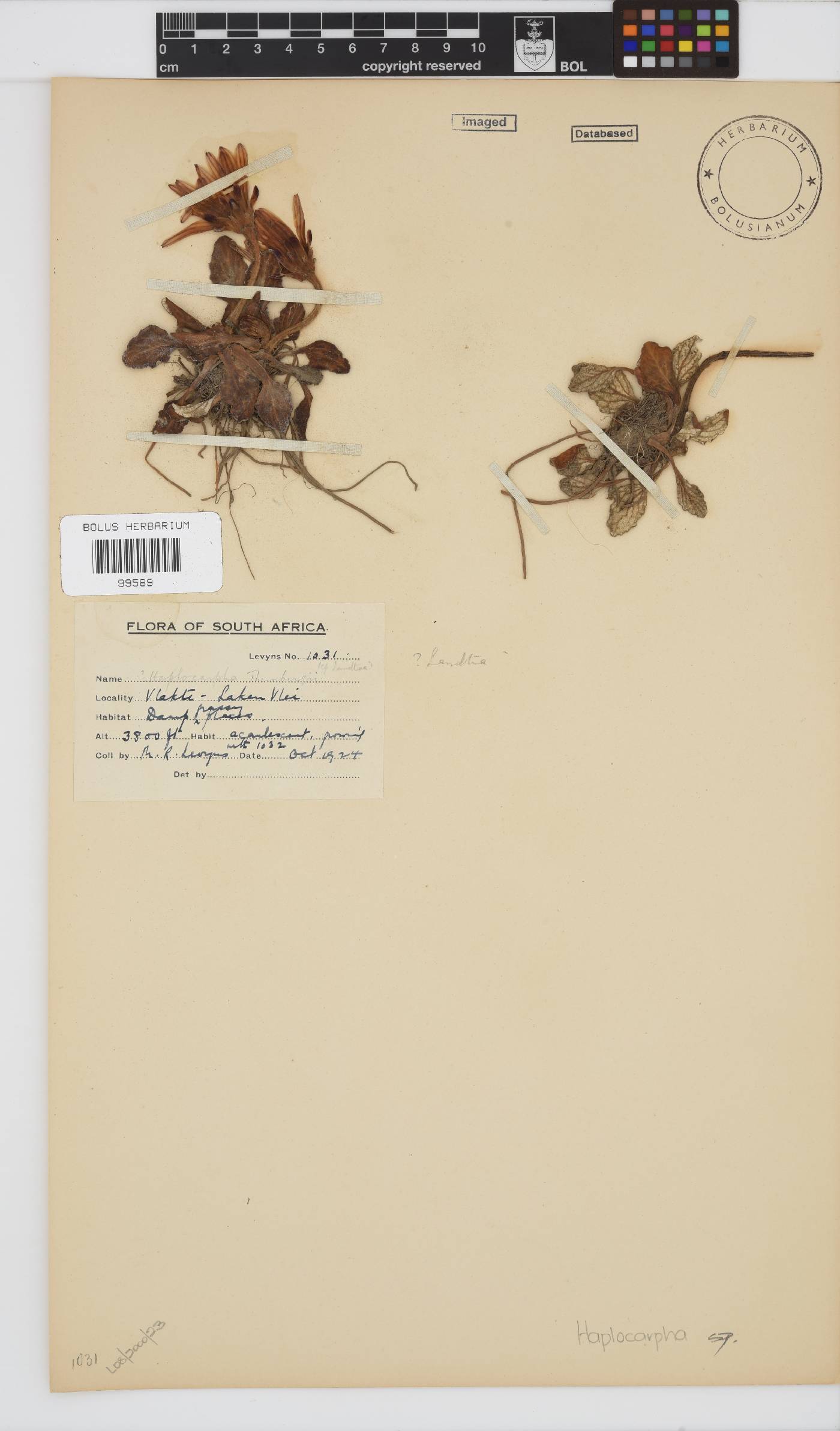 Haplocarpha image