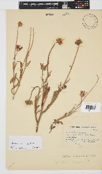 Arctotis acuminata image