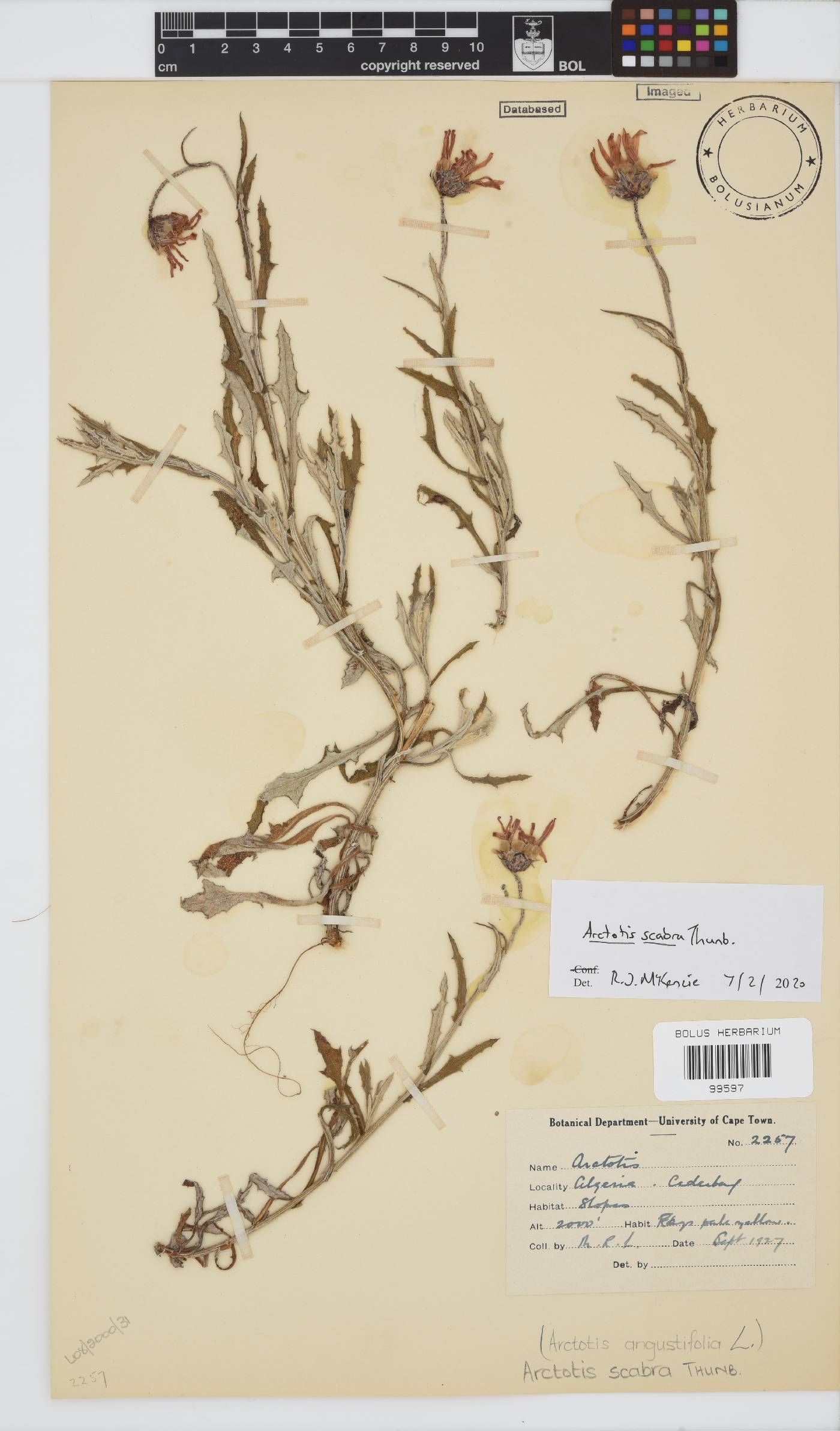 Arctotis scabra image