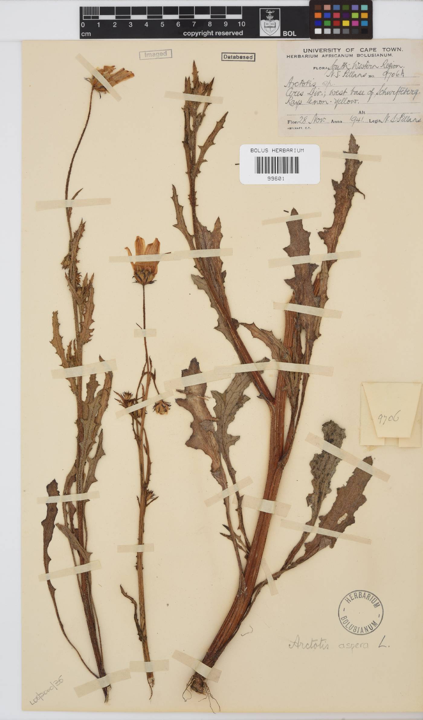 Arctotis aspera image
