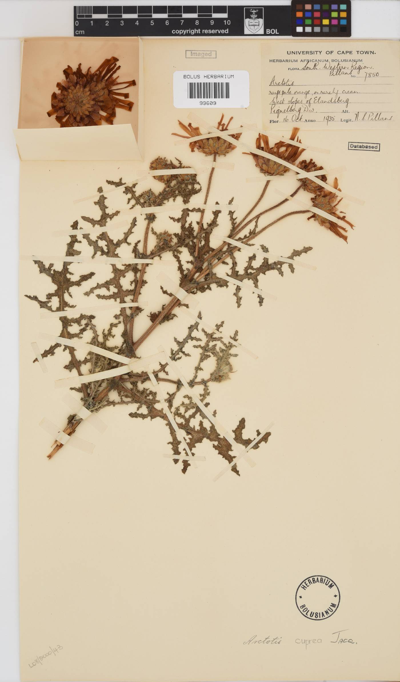 Arctotis laciniata image